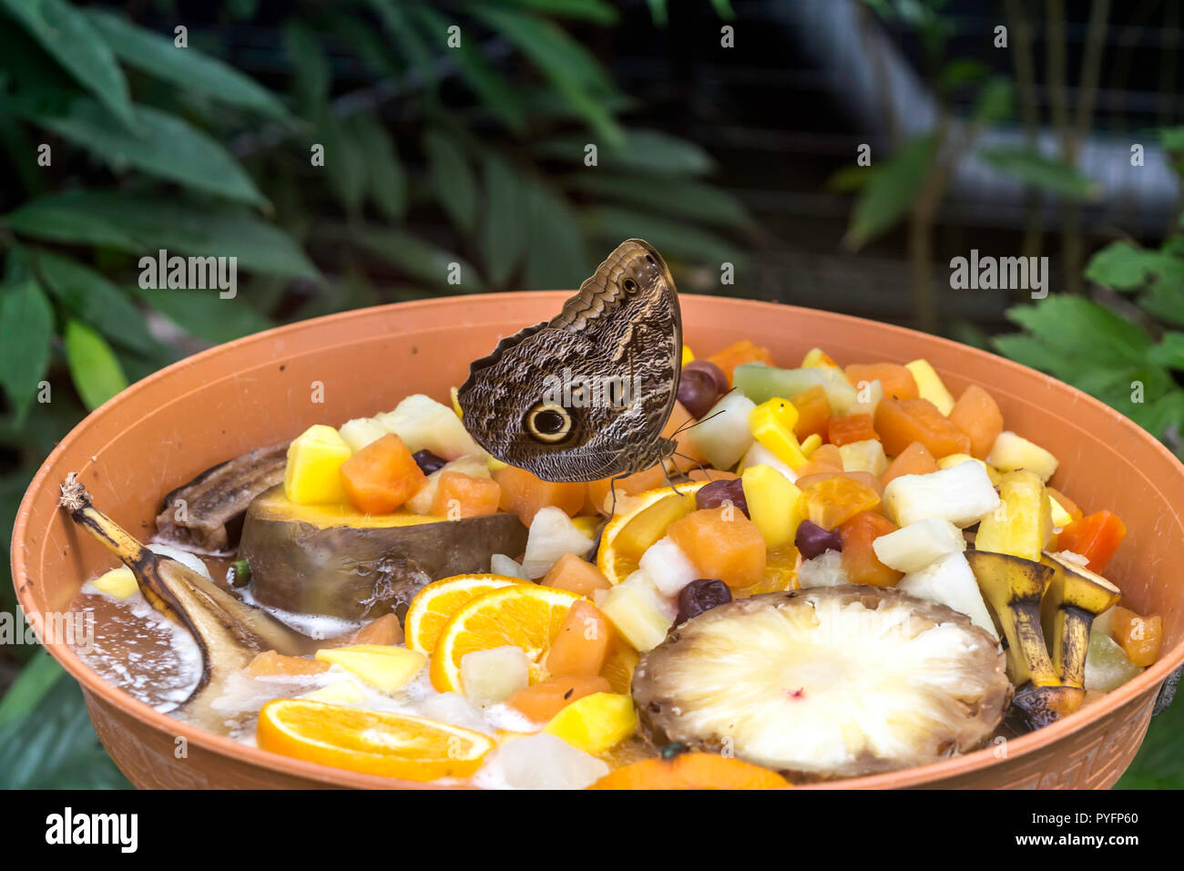 Caligo eurilochus, le géant des forêts d'Amérique, manger des fruits, vue ventrale. Owl papillons, le genre Caligo (obscurité), sont connus pour leurs énormes taches oculaires Banque D'Images