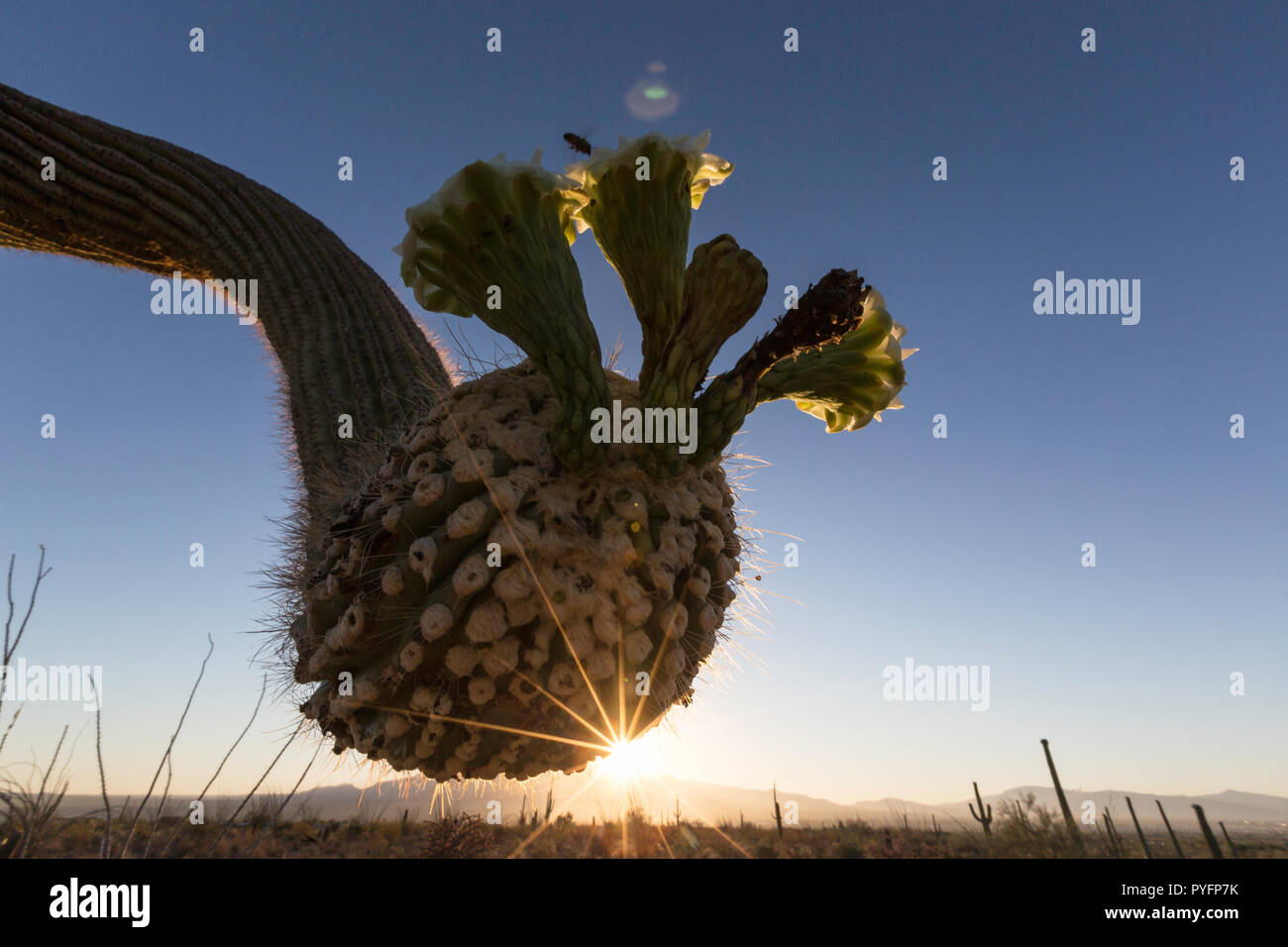 Lever du soleil sur le saguaro cactus en fleur, Carnegiea gigantea, Sweetwater Préserver, Tucson, Arizona, USA Banque D'Images