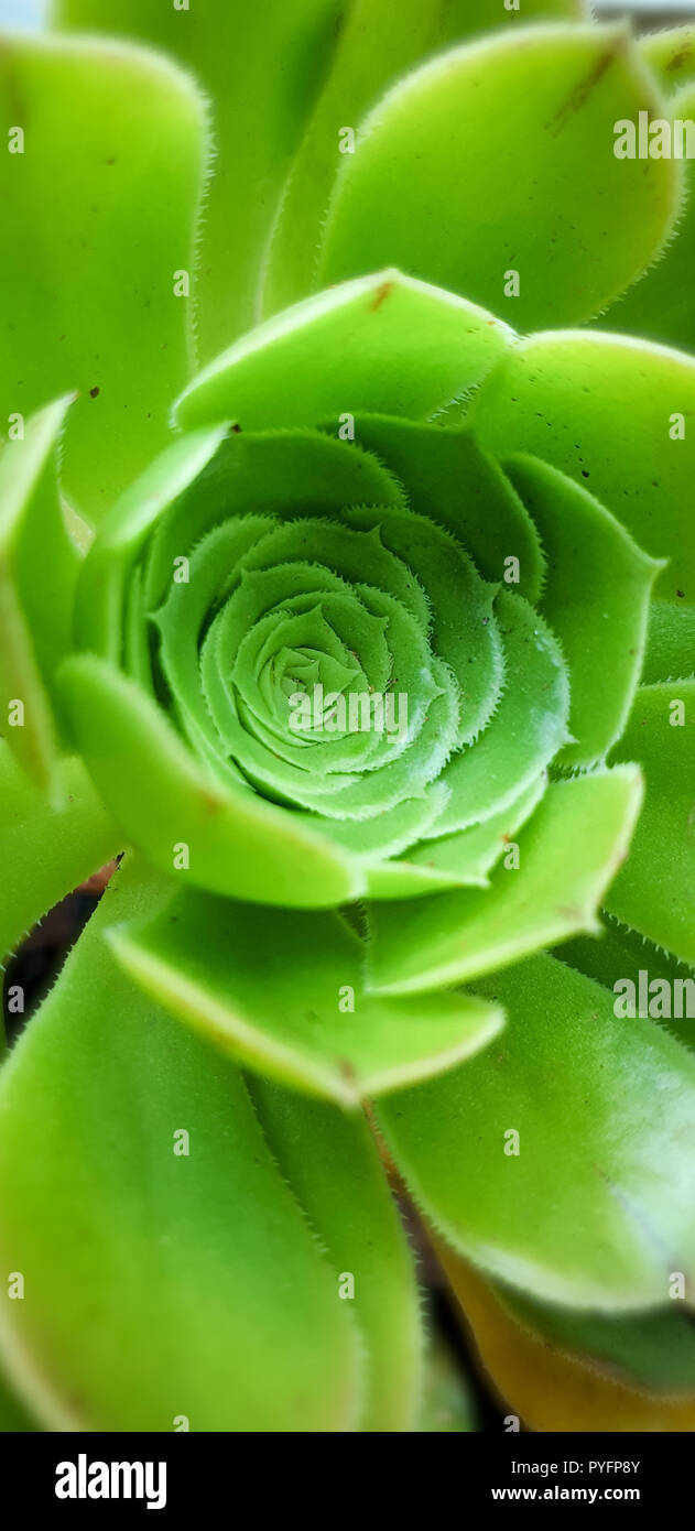 Desert Rose Vert isolé Banque D'Images