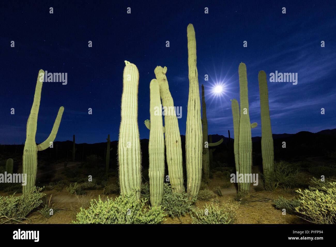Pleine lune sur saguaro cactus, Carnegiea gigantea, Sweetwater Préserver, Tucson, Arizona, USA Banque D'Images