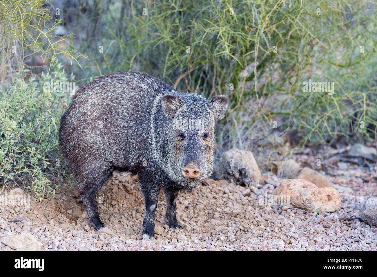 Javalina pécari à collier, adultes, Pecari tajacu, dans le désert de Sonora banlieue de Tucson, Arizona, USA Banque D'Images