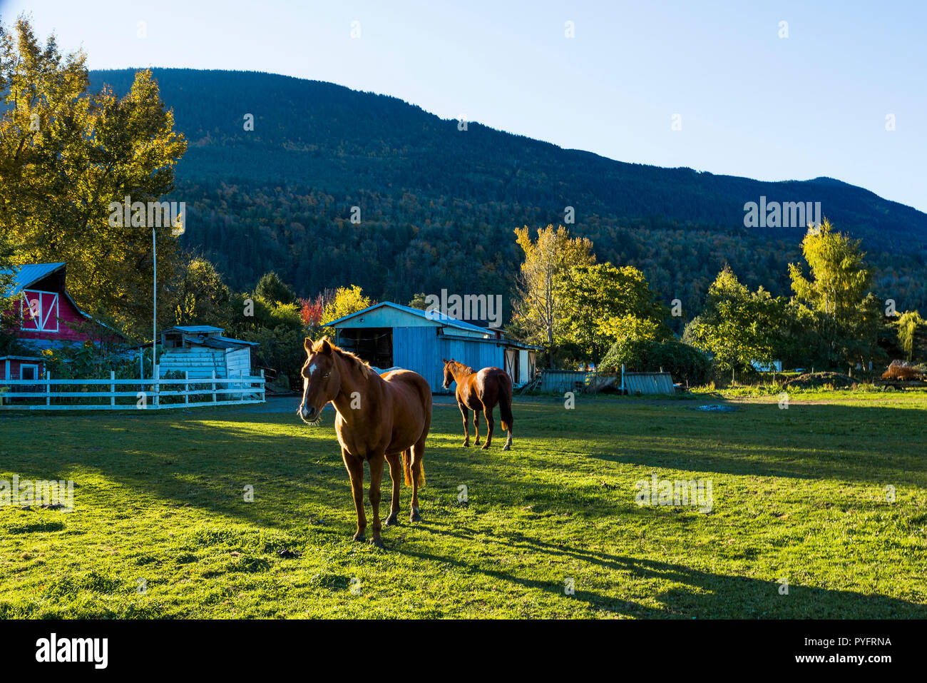 Les chevaux, ferme, Chilliwack, British Columbia, Canada Banque D'Images