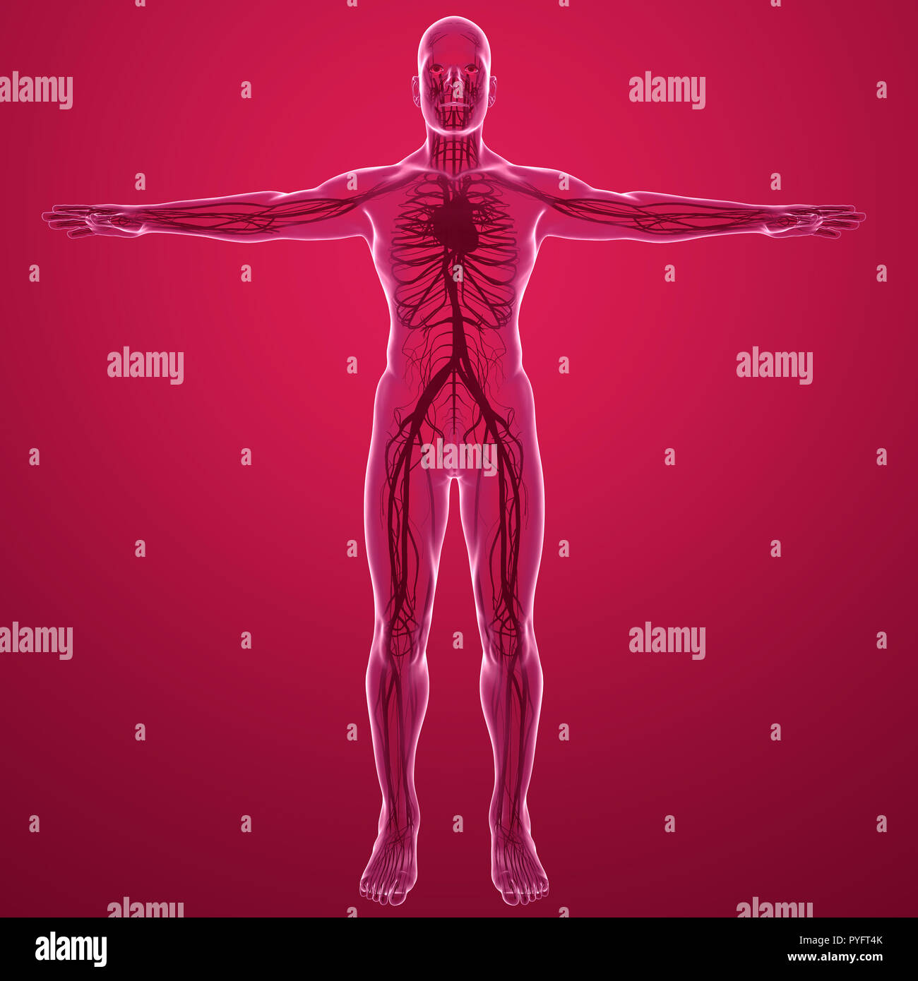 Corps humain vue interne de l'appareil circulatoire avec les veines et artères du cœur. L'anatomie et la circulation du sang, 3D Rendering Banque D'Images