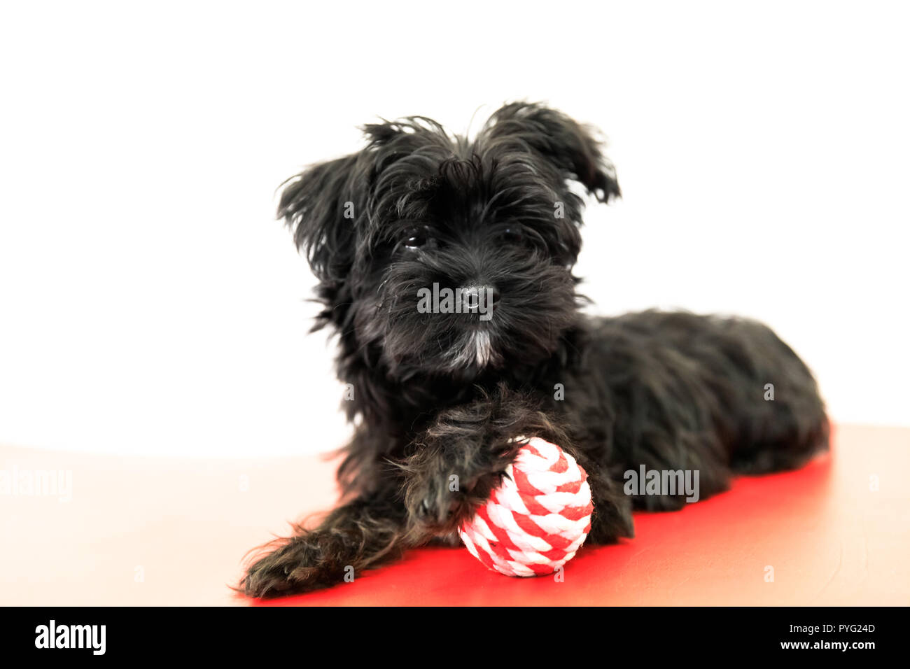 Malkie Yorktese noir chien attendre pour jouer sur le canapé, isolé sur fond blanc avec l'exemplaire de l'espace. Race de chiens maltais et Yorkshire Terrier. Banque D'Images
