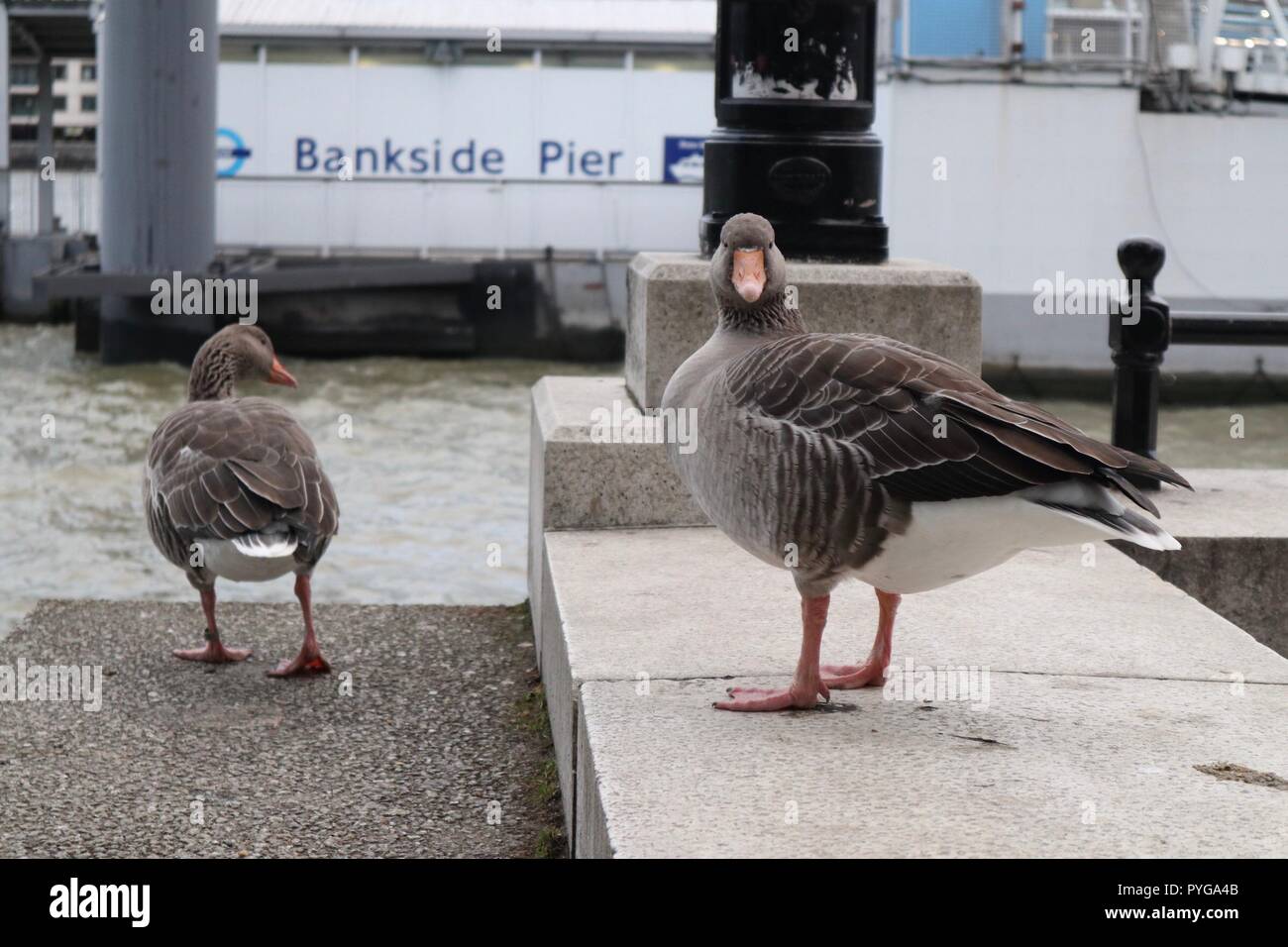 Piet Bankside London United Kingdom 27 octobre 2018. Météo France : Deux autres oiseaux aquatiques sur le haut des marches à Bankside Pier sur la Tamise Credit : photographier_Nord/Alamy Live News Banque D'Images