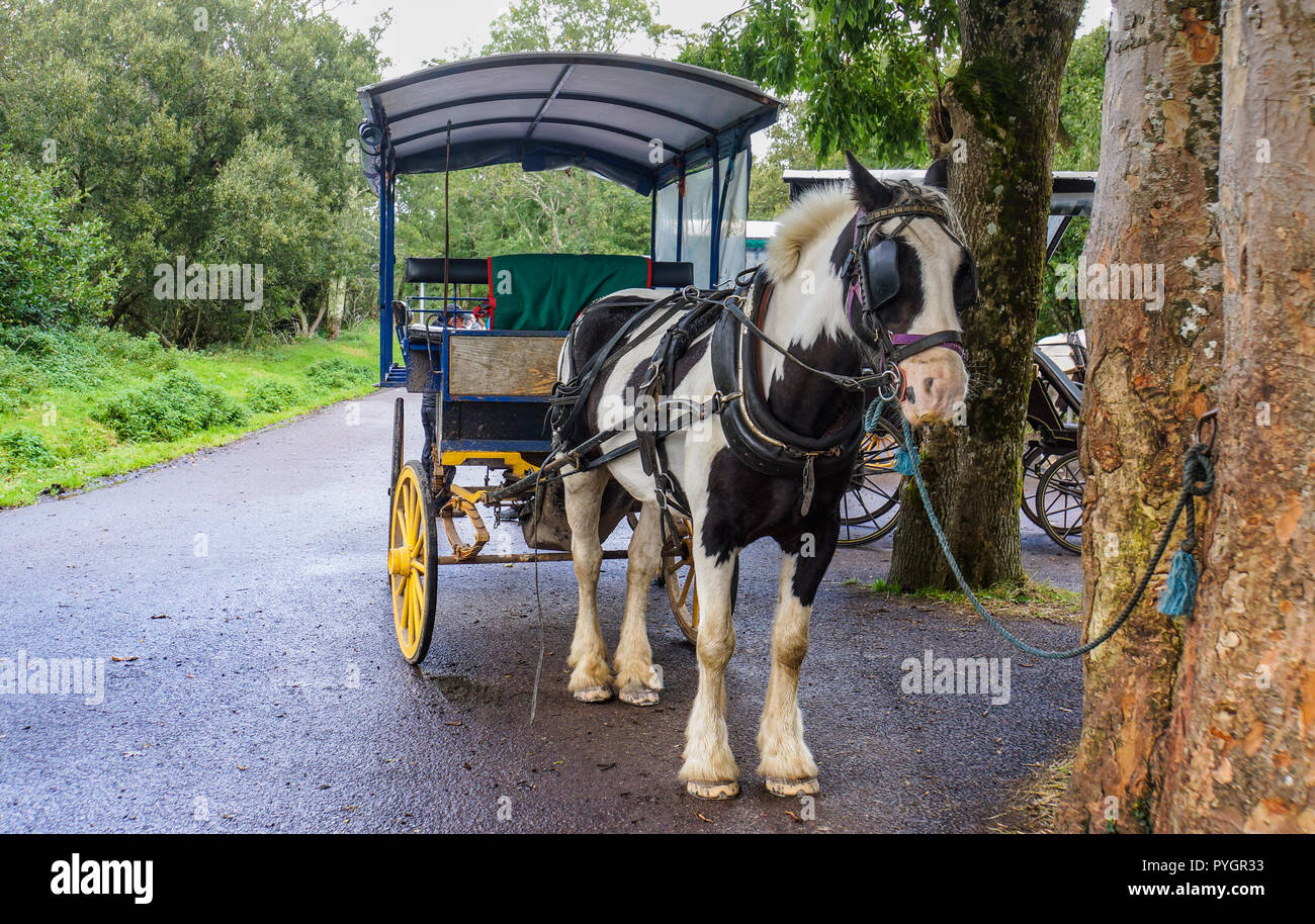 Traditionnel irlandais et cheval voiture Jaunting offrant des excursions dans le lac de Killarney et parc Banque D'Images