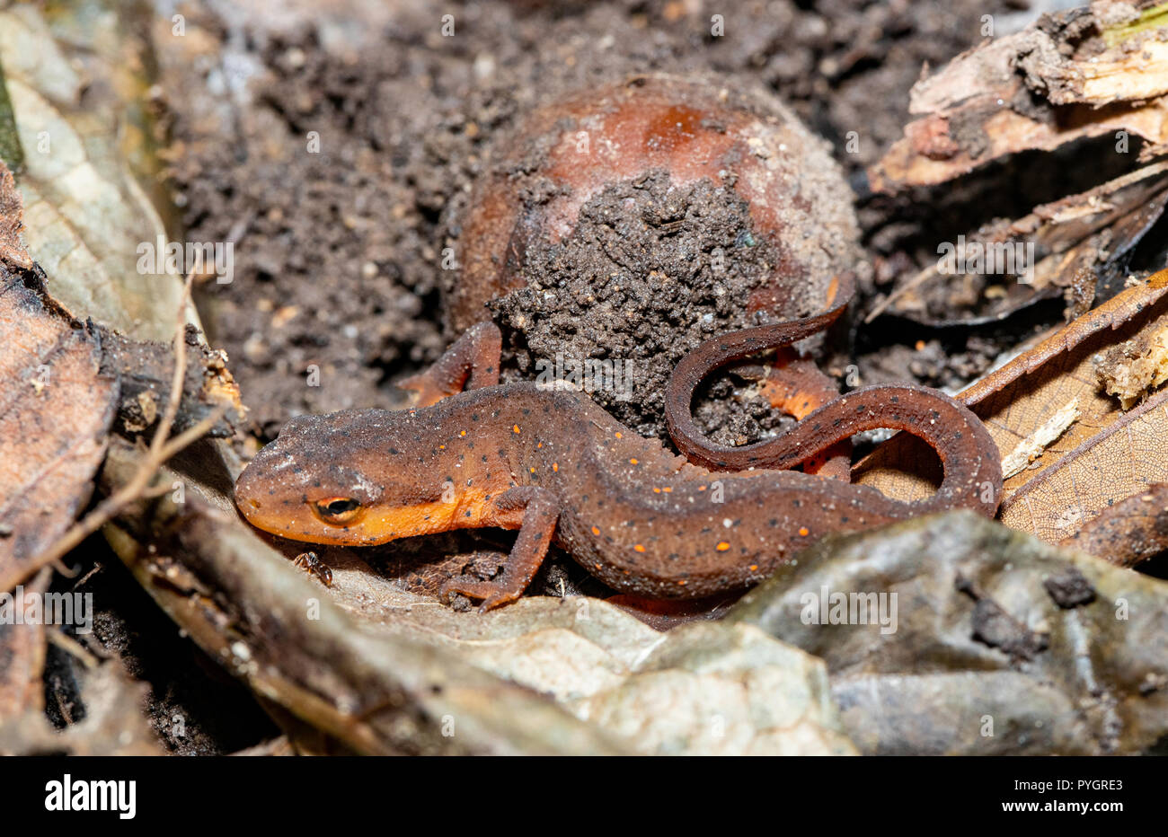 Triton vert orange vif eft - Notophthalmus viridescens Banque D'Images