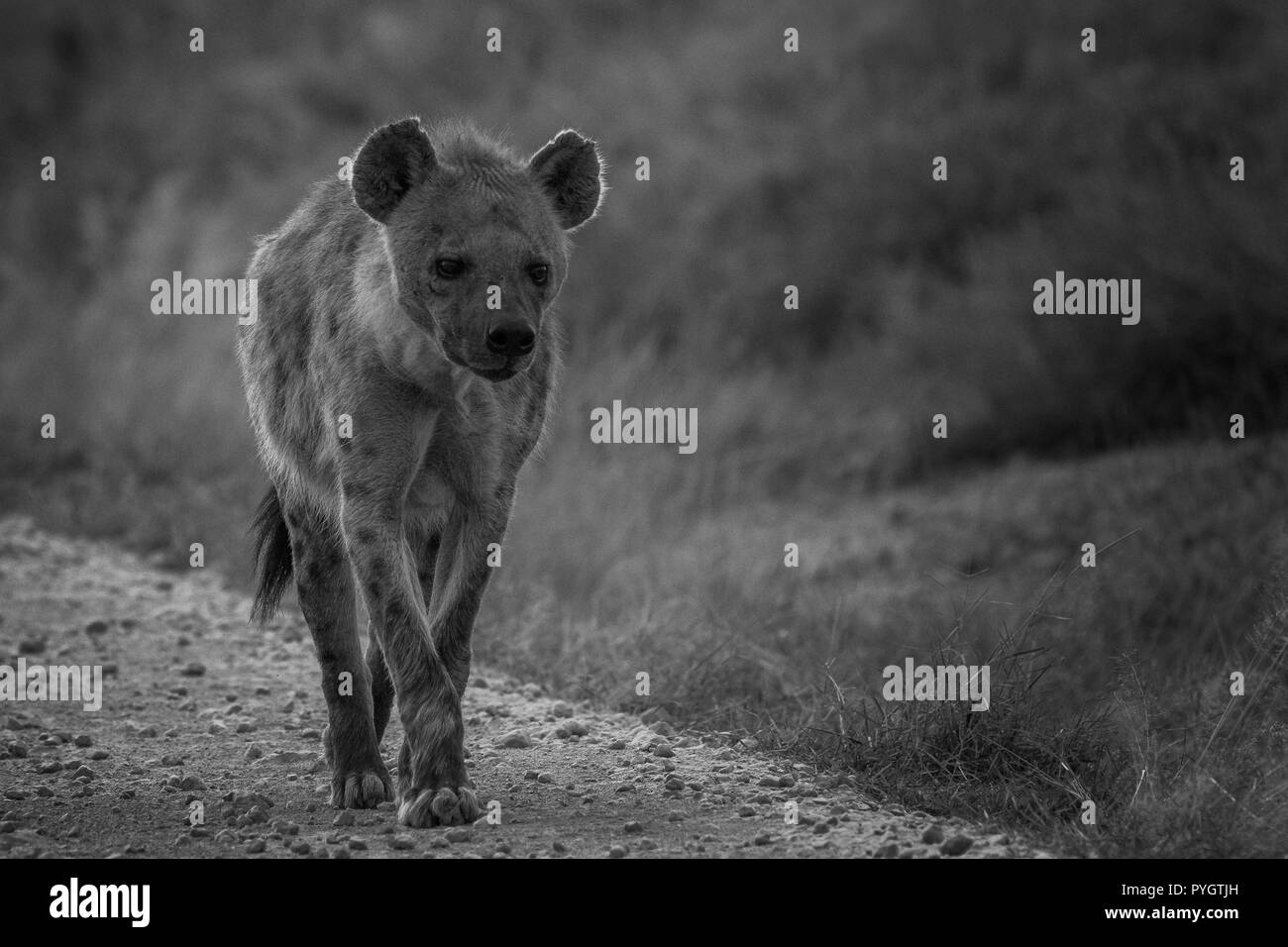 Cette image de l'hyène est prise à Masai Mara au Kenya. Banque D'Images