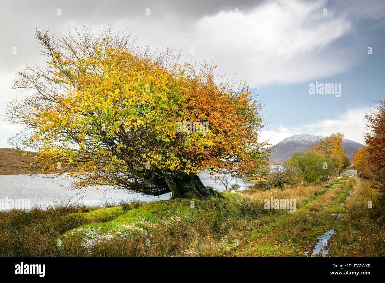 C'est un petit arbre sur les rives d'un lac de montagne dans la région de Donegal en Irlande. C'est à la hauteur de l'automne avec toutes les feuilles dans des couleurs d'automne Banque D'Images