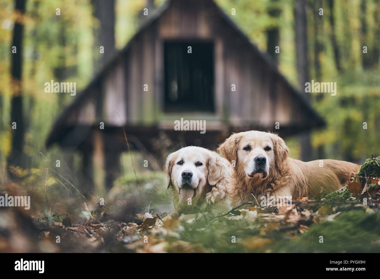 Deux golden retriever pure race, en forêt d'automne. Couple de vieux chiens couché dans les feuilles sèches. Banque D'Images