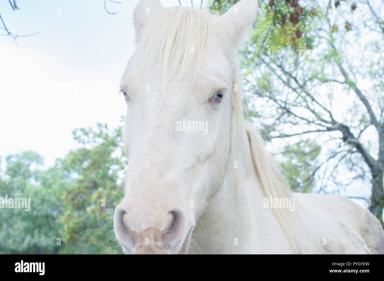Cheval blanc yeux bleus Banque de photographies et d'images à haute  résolution - Alamy