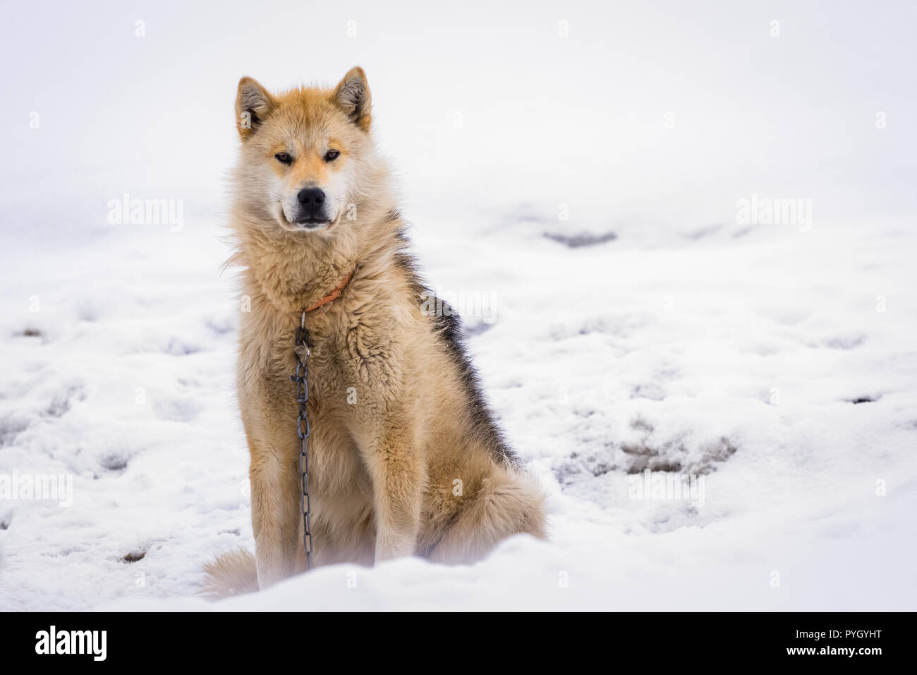 Traîneau à chiens polaires du Groenland chien assis sur la chaîne à neige, Sisimiut, Groenland Banque D'Images