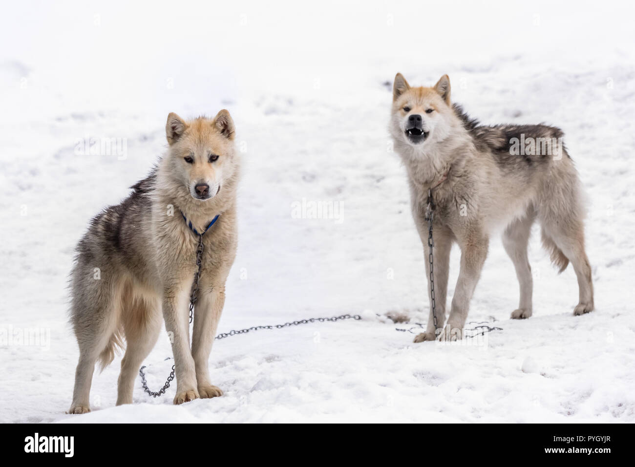 Deux chiens de traîneau inuits groenlandais debout sur un pied d'alerte dans la neige, Sisimiut, Groenland Banque D'Images