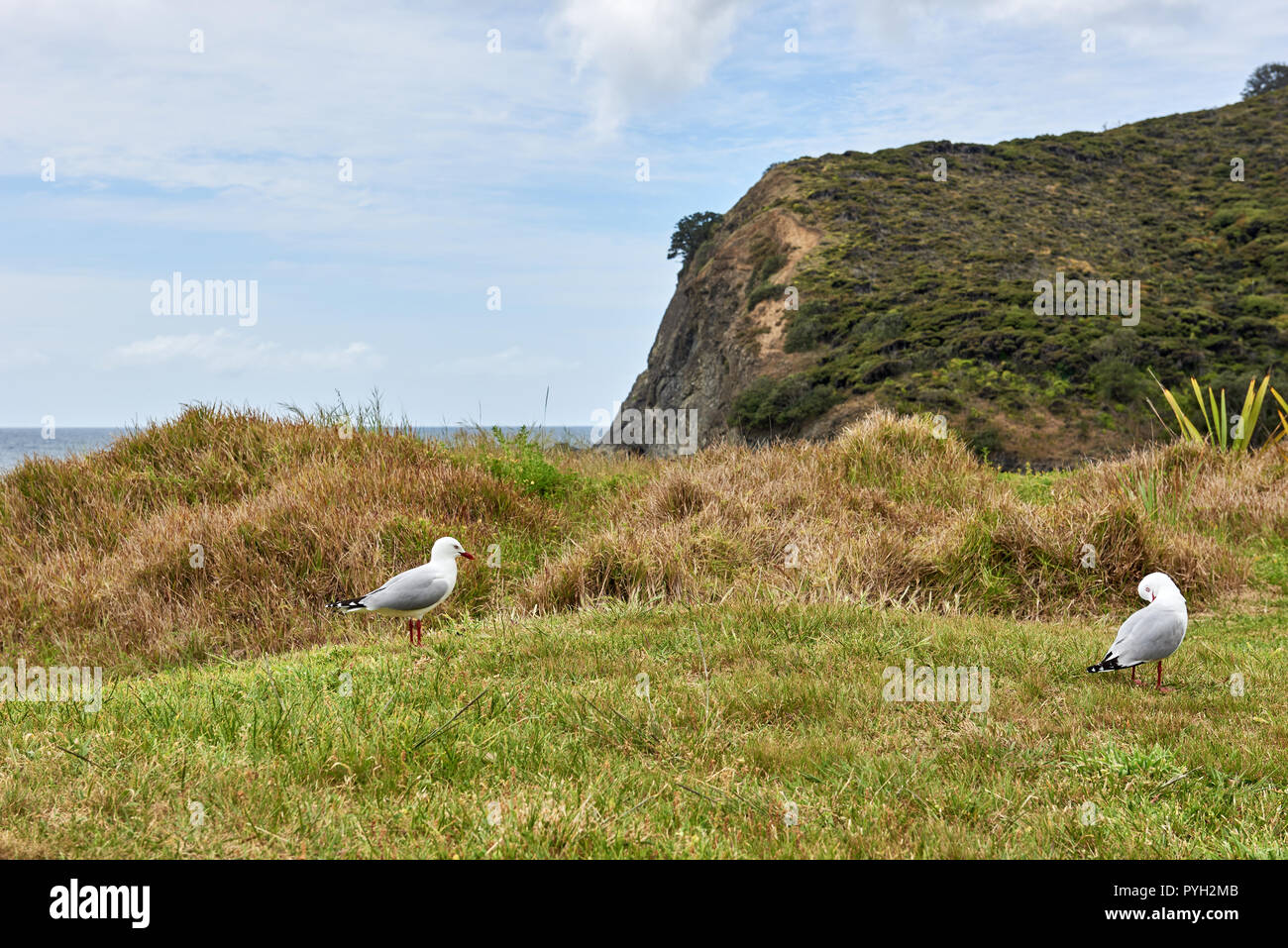 Cerclée de rouge avec seagull marques distinctives debout sur l'herbe Banque D'Images