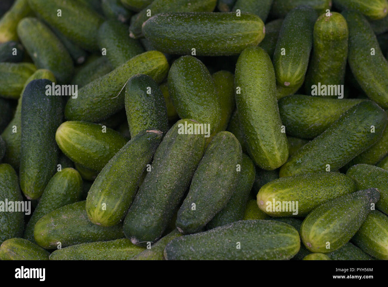 Cornichons crus frais Banque de photographies et d’images à haute
