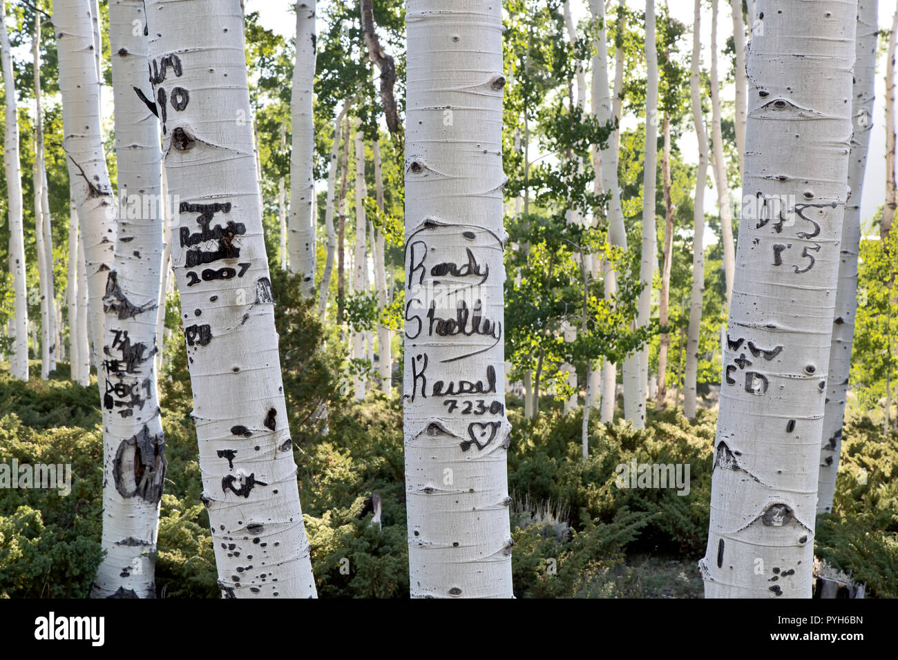 Les initiales, noms et dates taillés sur les arbres d'Aspen, endommageant la couche d'écorce et de cambiukm des arbres, Pando Clone, également connu sous le nom de Giants tremblants. Banque D'Images