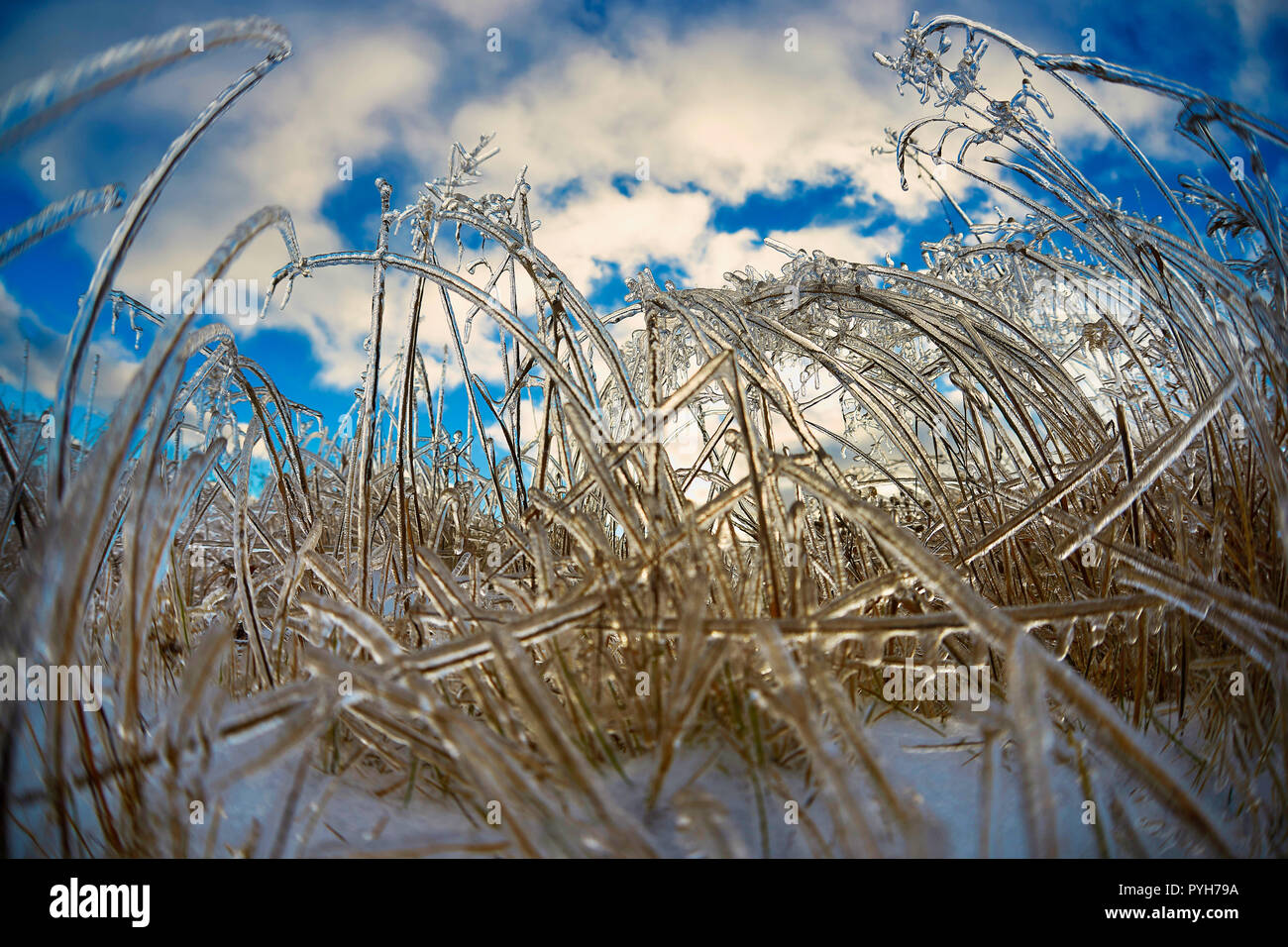 Montréal,Canada,11,décembre 2012.Close-up of ice gel sur brindilles.Credit:Mario Beauregard/Alamy Live News Banque D'Images