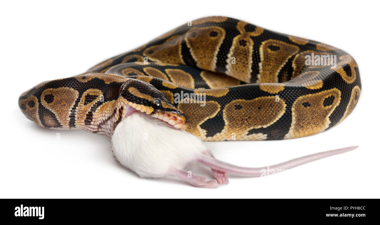 Python Python royal de manger une souris, ball python, Python regius, in front of white background Banque D'Images