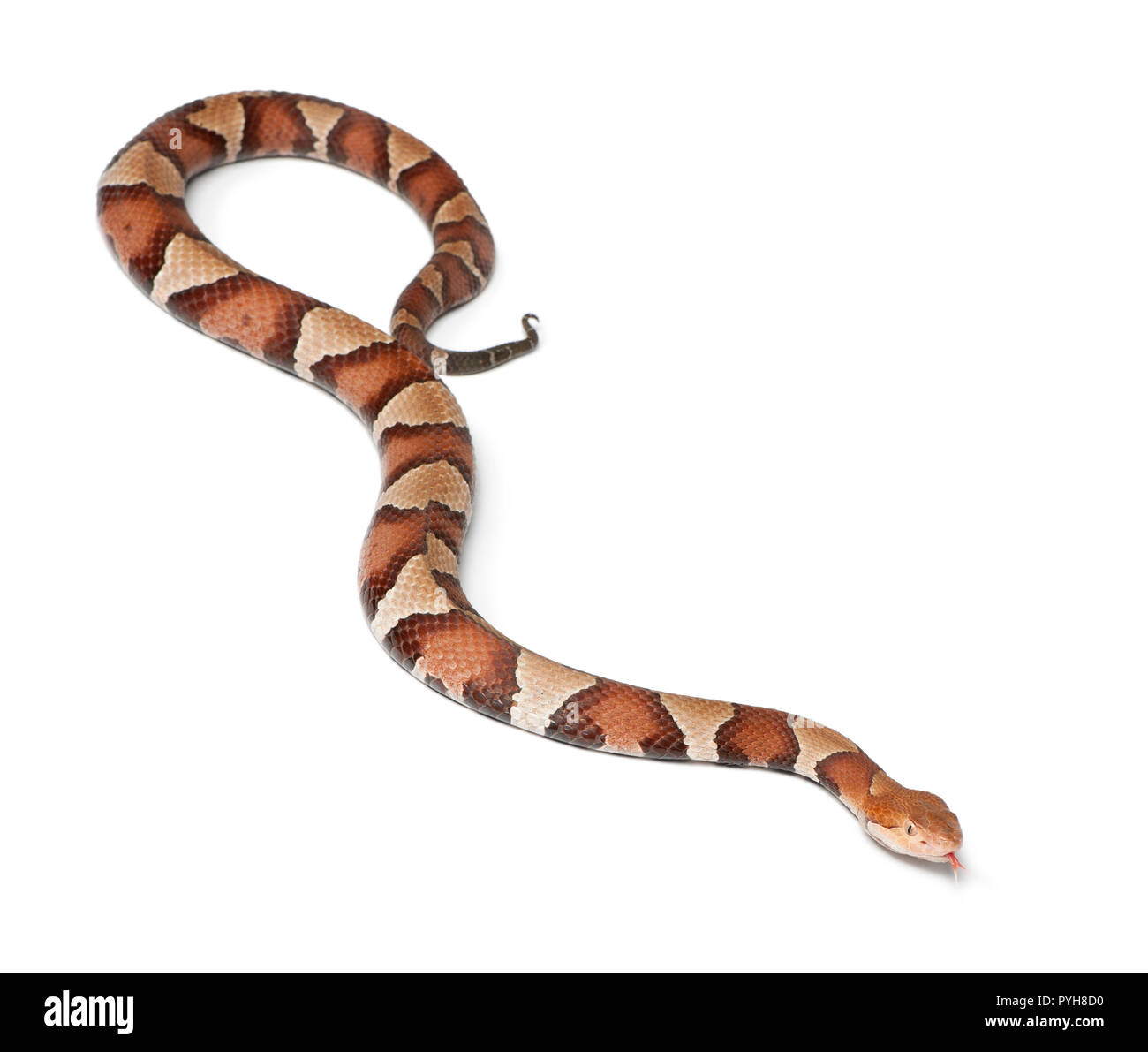 Serpent Copperhead ou mocassin - Agkistrodon contortrix highland, toxiques, fond blanc Banque D'Images