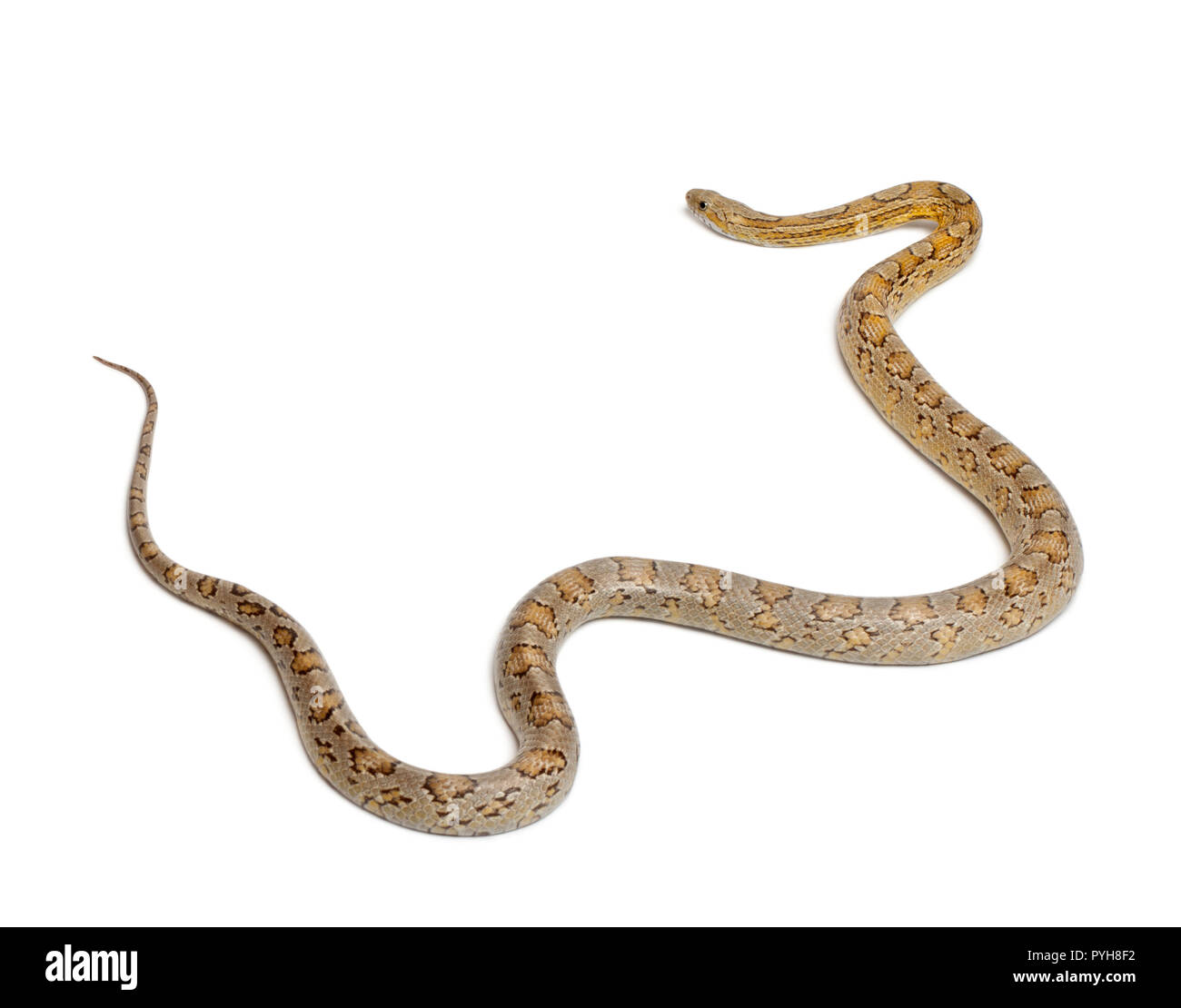 Le maïs jaune Serpent, Pantherophis guttatus, in front of white background Banque D'Images