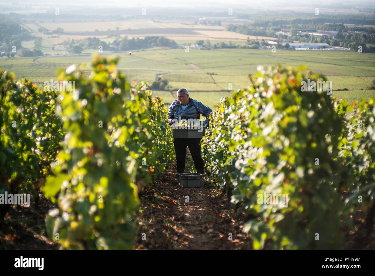 Récolte dans les vignobles près de Beaune, bourgogne, France, Europe. Banque D'Images