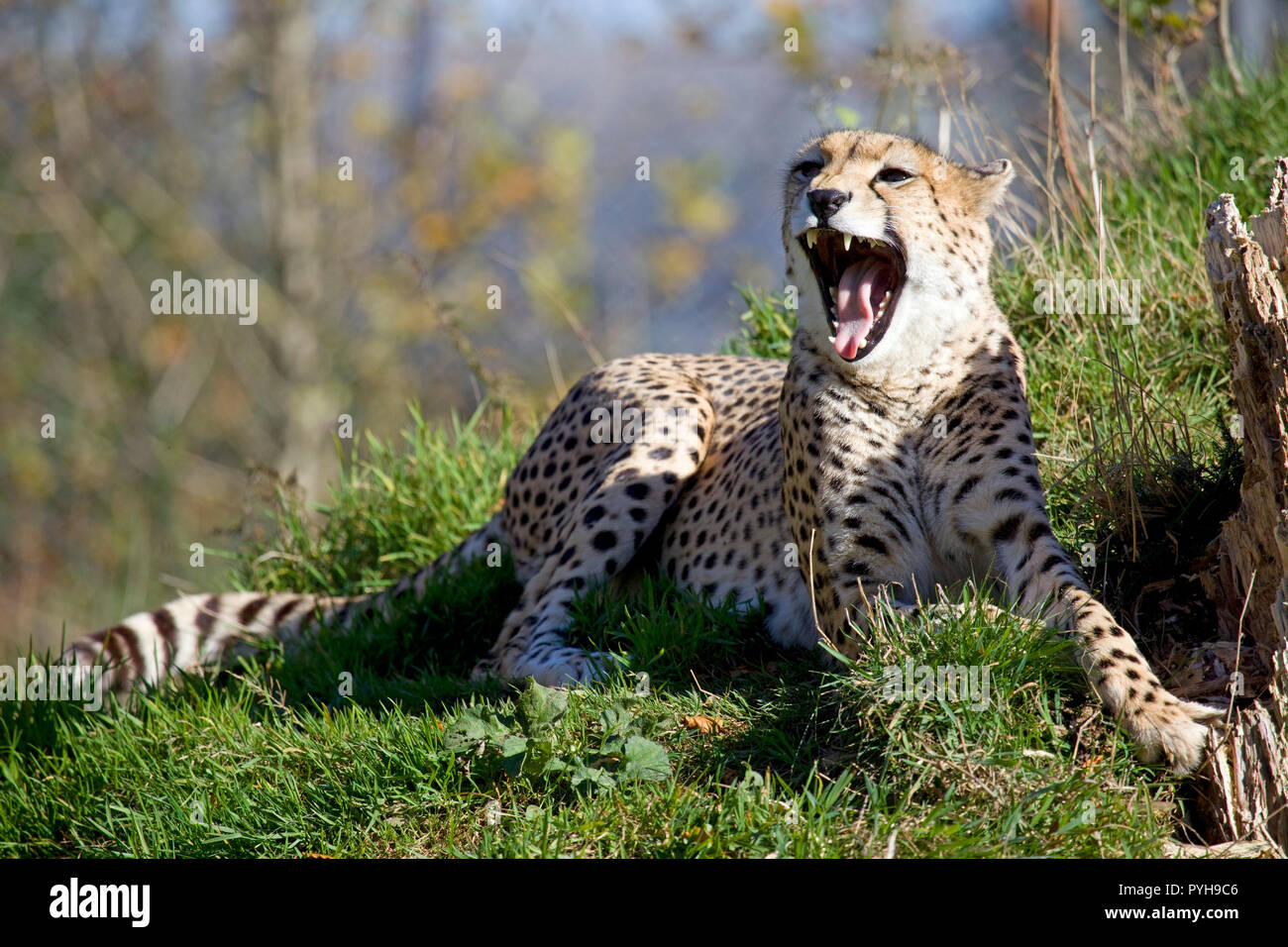 Cheetah montrant les dents Banque D'Images