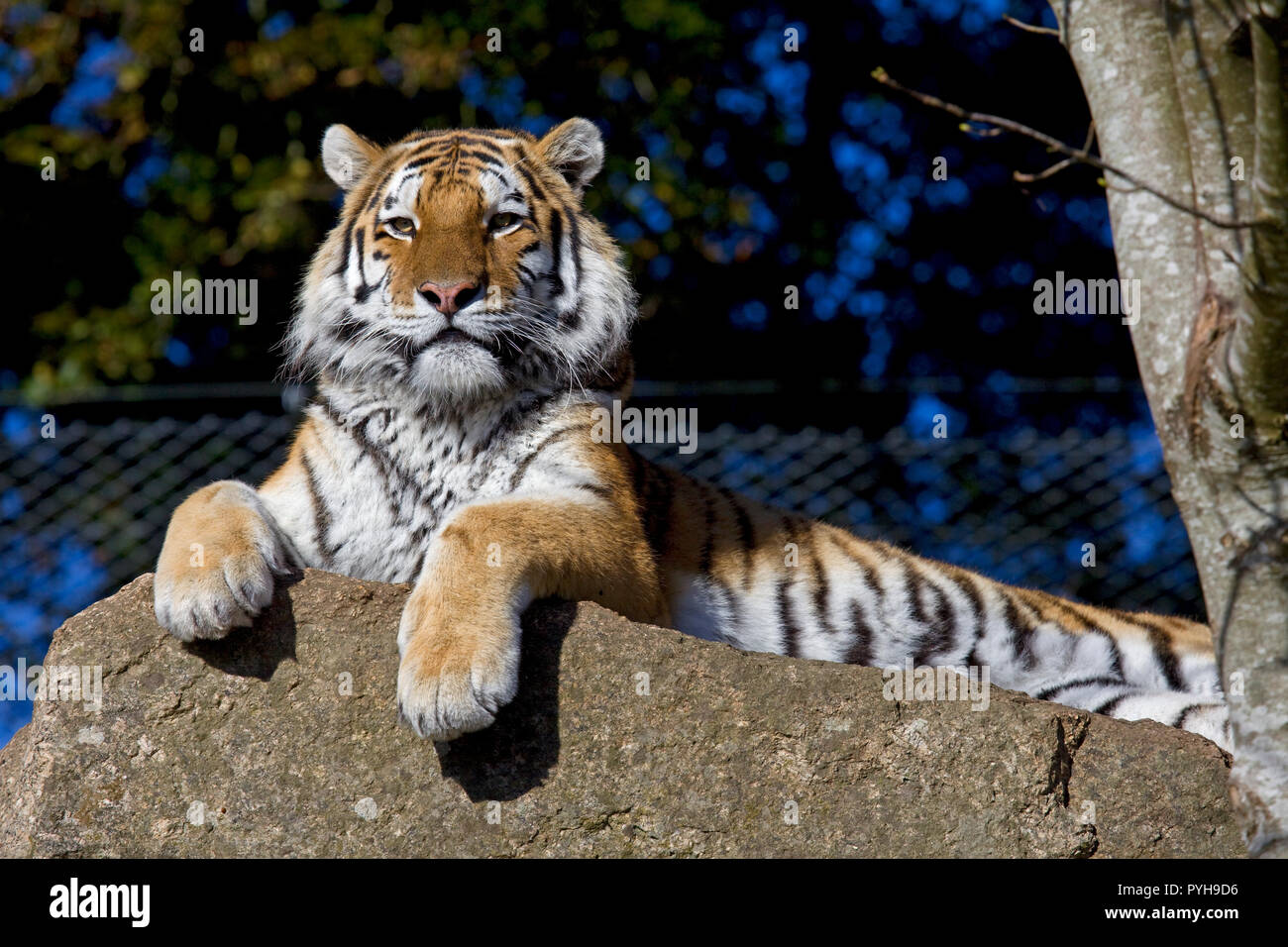 Amur Tiger au Zoo Dartmoor Banque D'Images