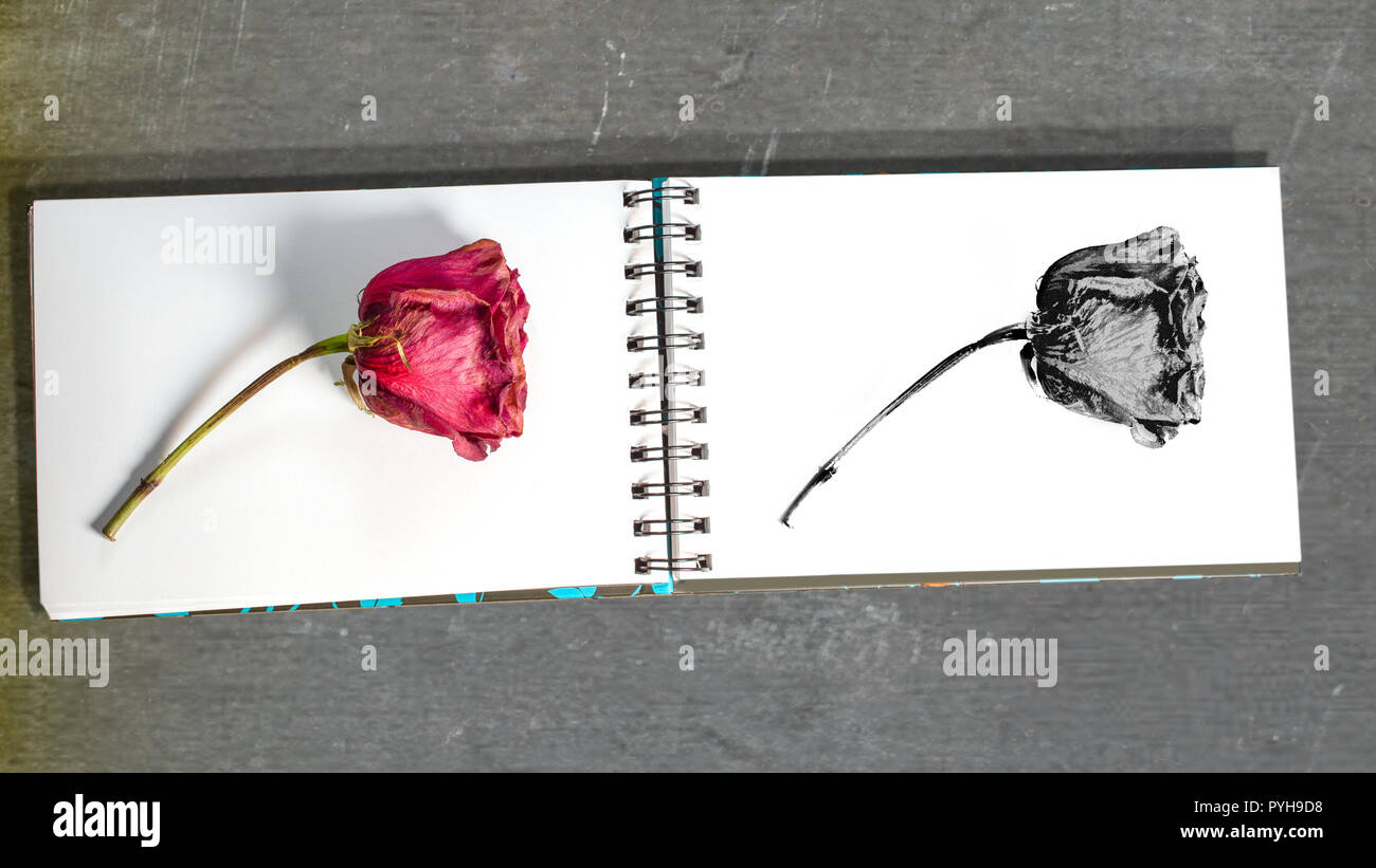 Gros plan sur withered rose rouge sur blanc carnet de croquis à spirale, et ses croquis sur la page suivante, sur le tableau gris - apprendre à concevoir Banque D'Images