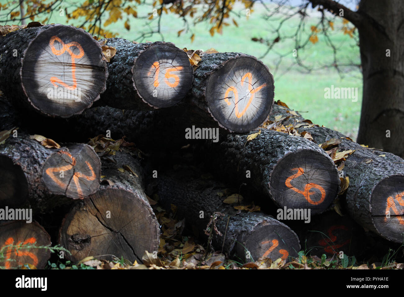 Pile de bois avec des nombres dans la forêt, automne fond Banque D'Images