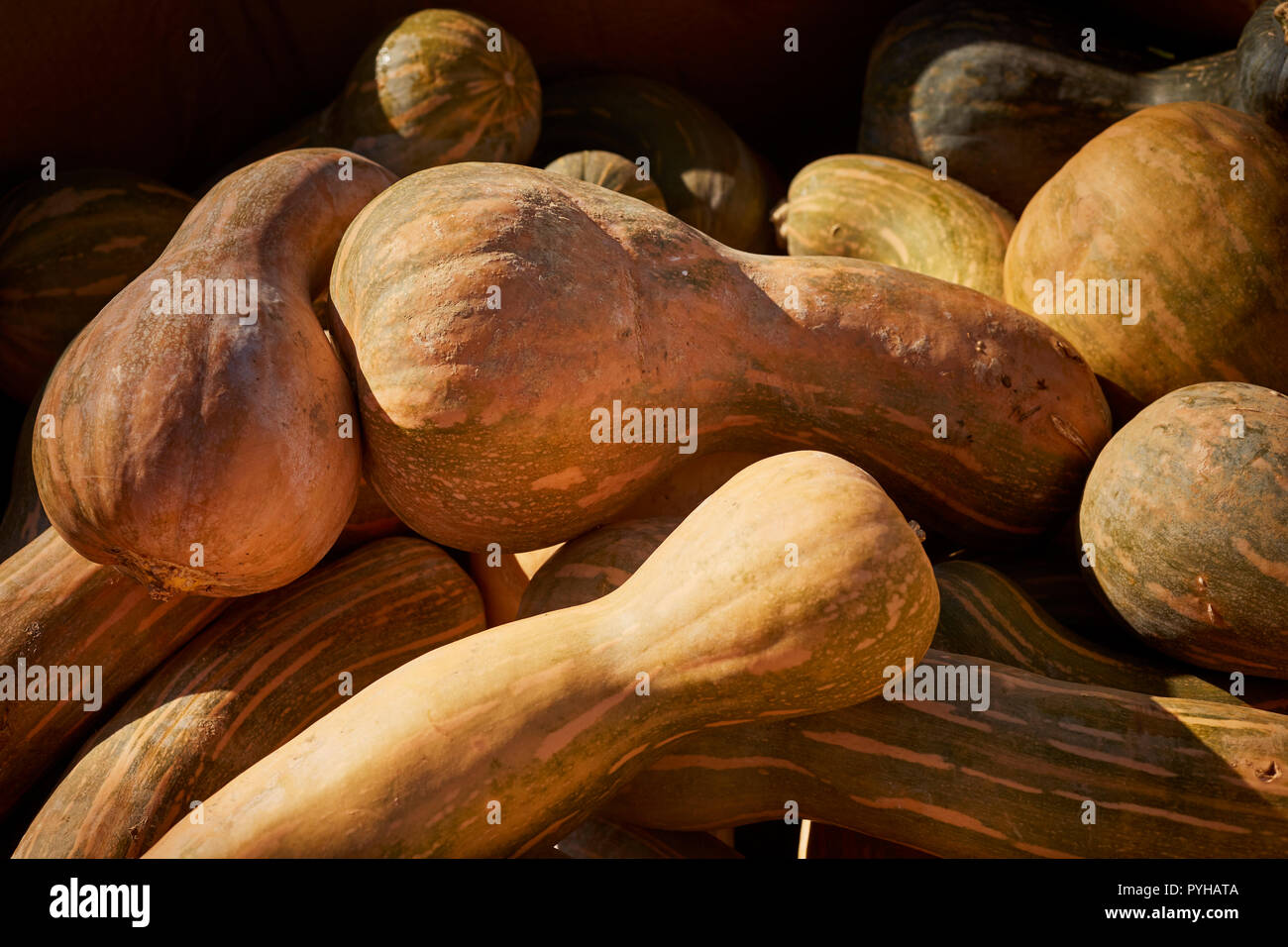 Grandes courges butternut, parfois appelée moelle, à un marché agricole de la route en pays Amish, comté de Lancaster, Pennsylvanie, USA Banque D'Images