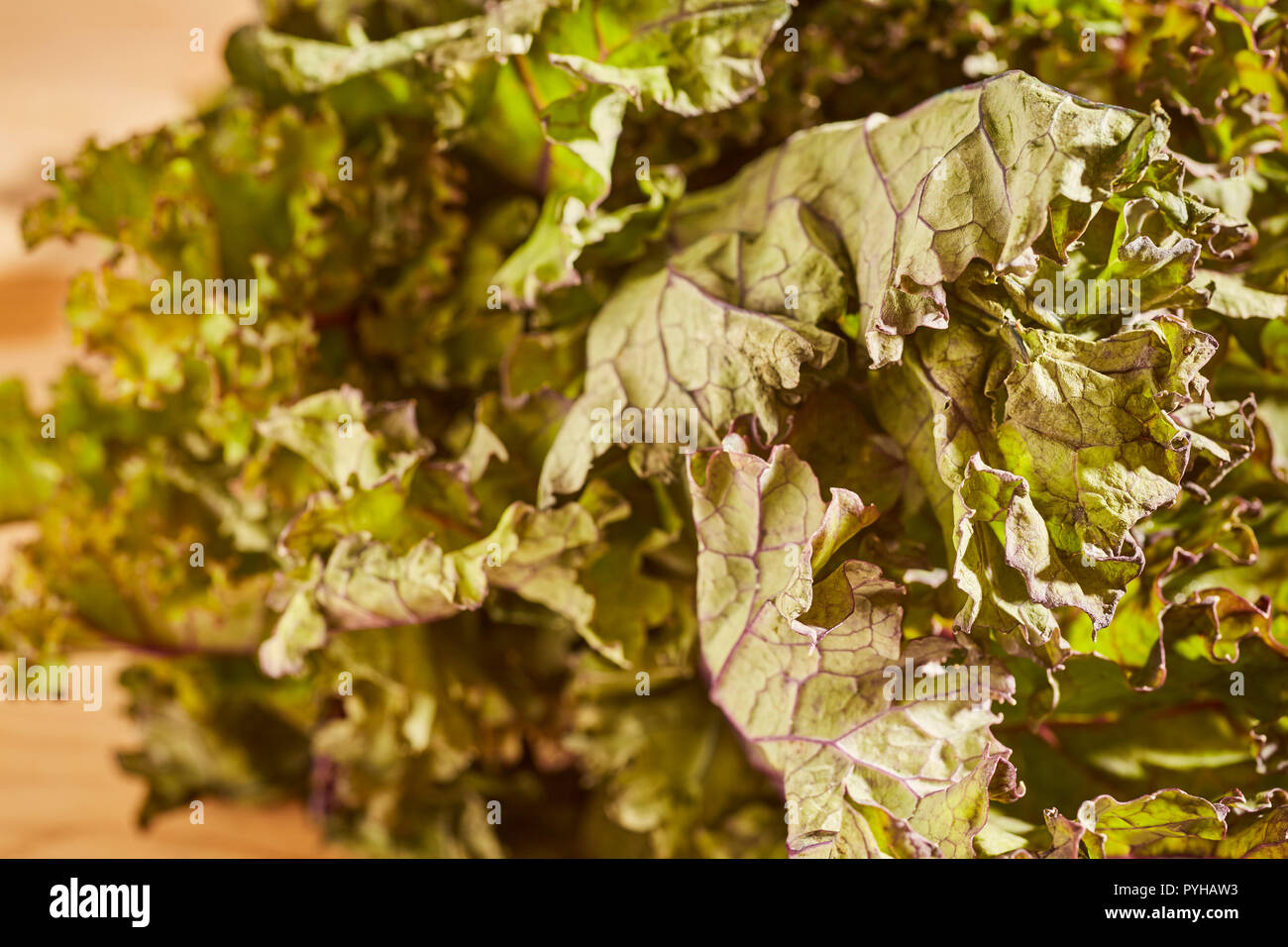 Un groupe de matières, la feuille rouge kale, un légume vert populaire. Banque D'Images