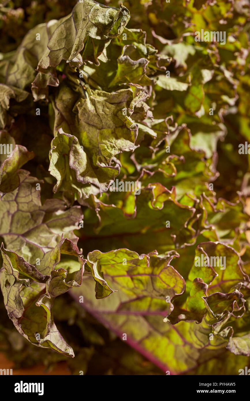 Un groupe de matières, la feuille rouge kale, un légume vert populaire. Banque D'Images