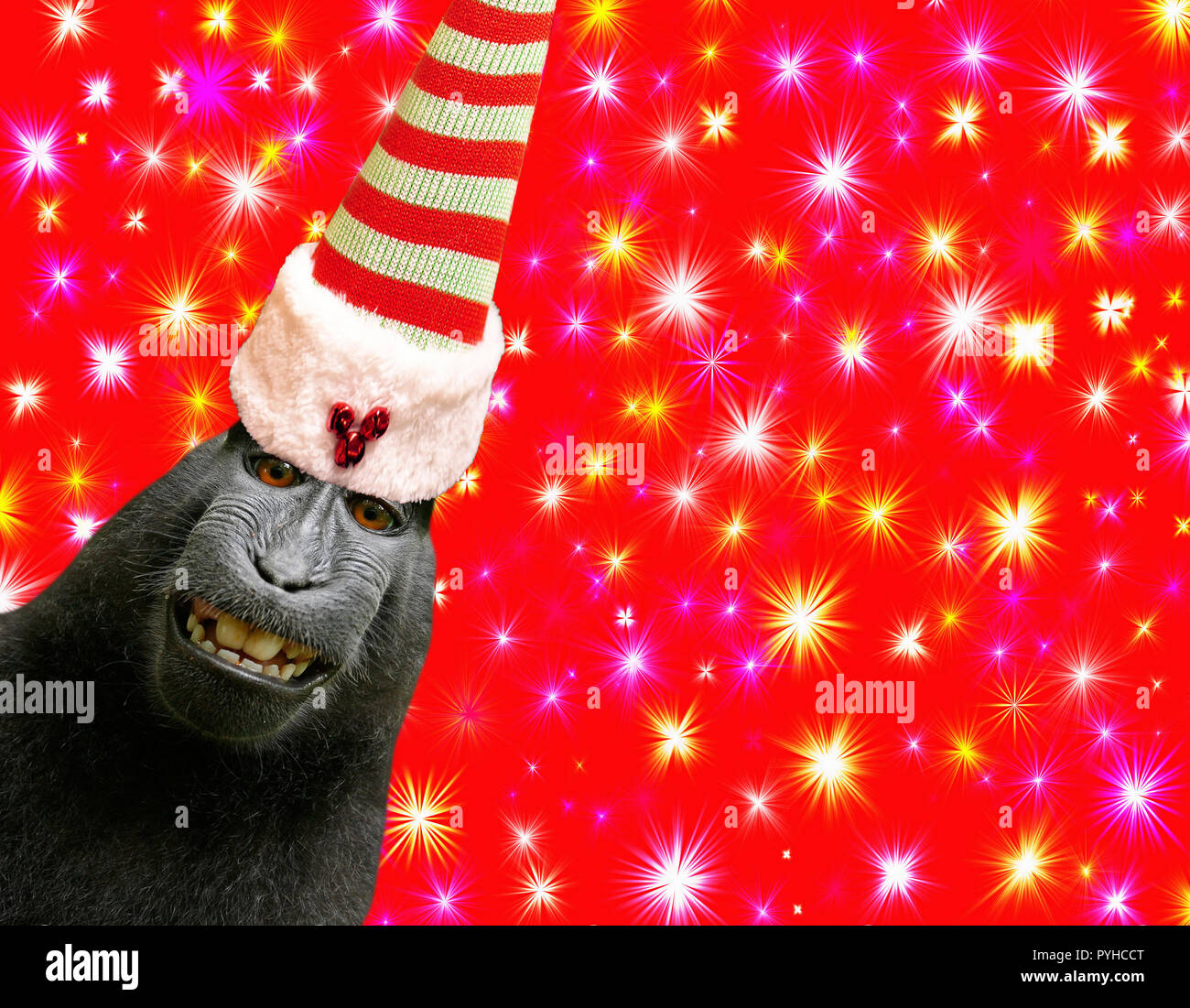 Joyeux Noel Un Drole De Singe Chimpanze Portant Un Chapeau Elf Isole Sur Un Beau Fond Rouge Avec Des Etoiles Colorees Photo Stock Alamy