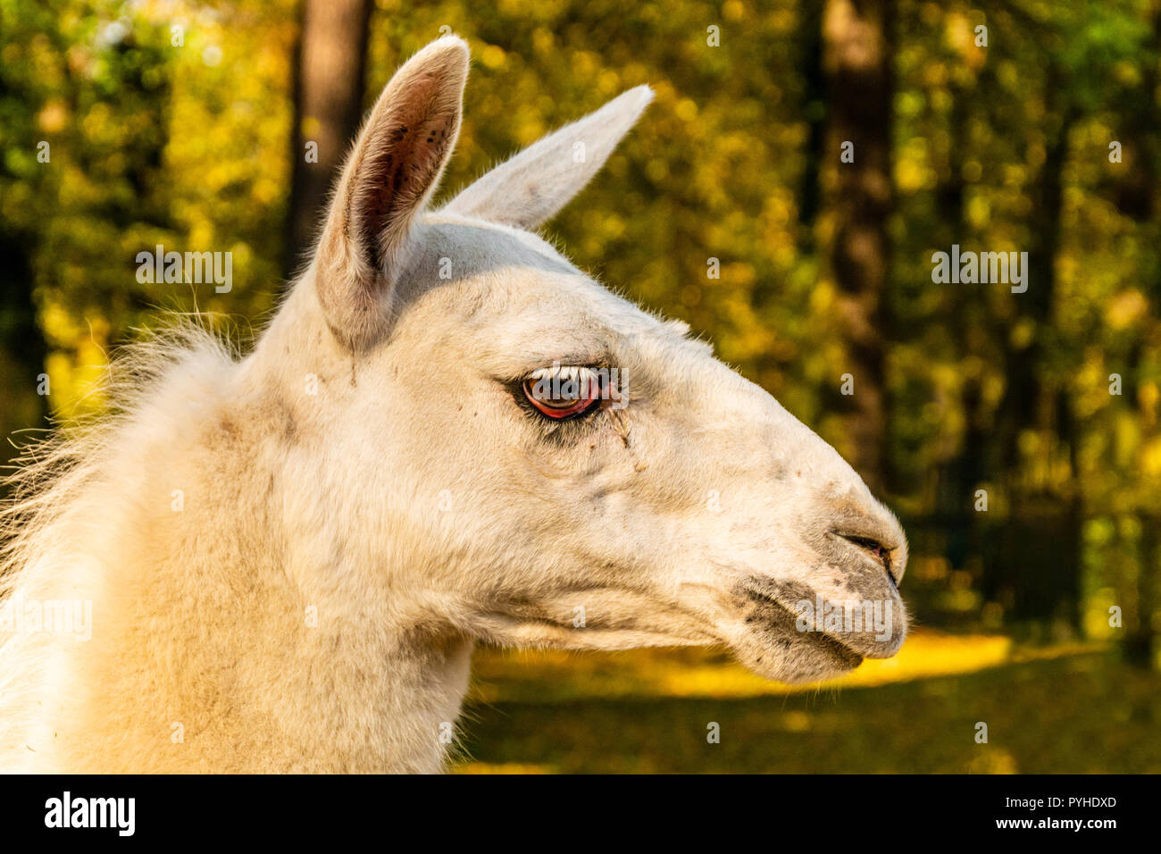 Portrait d'un lama domestiqué blanc. La vie à la ferme. Lama glama Banque D'Images