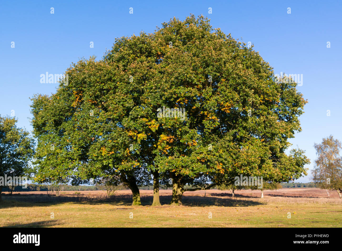 Chêne, Quercus robur, à l'automne aux Pays-Bas Banque D'Images