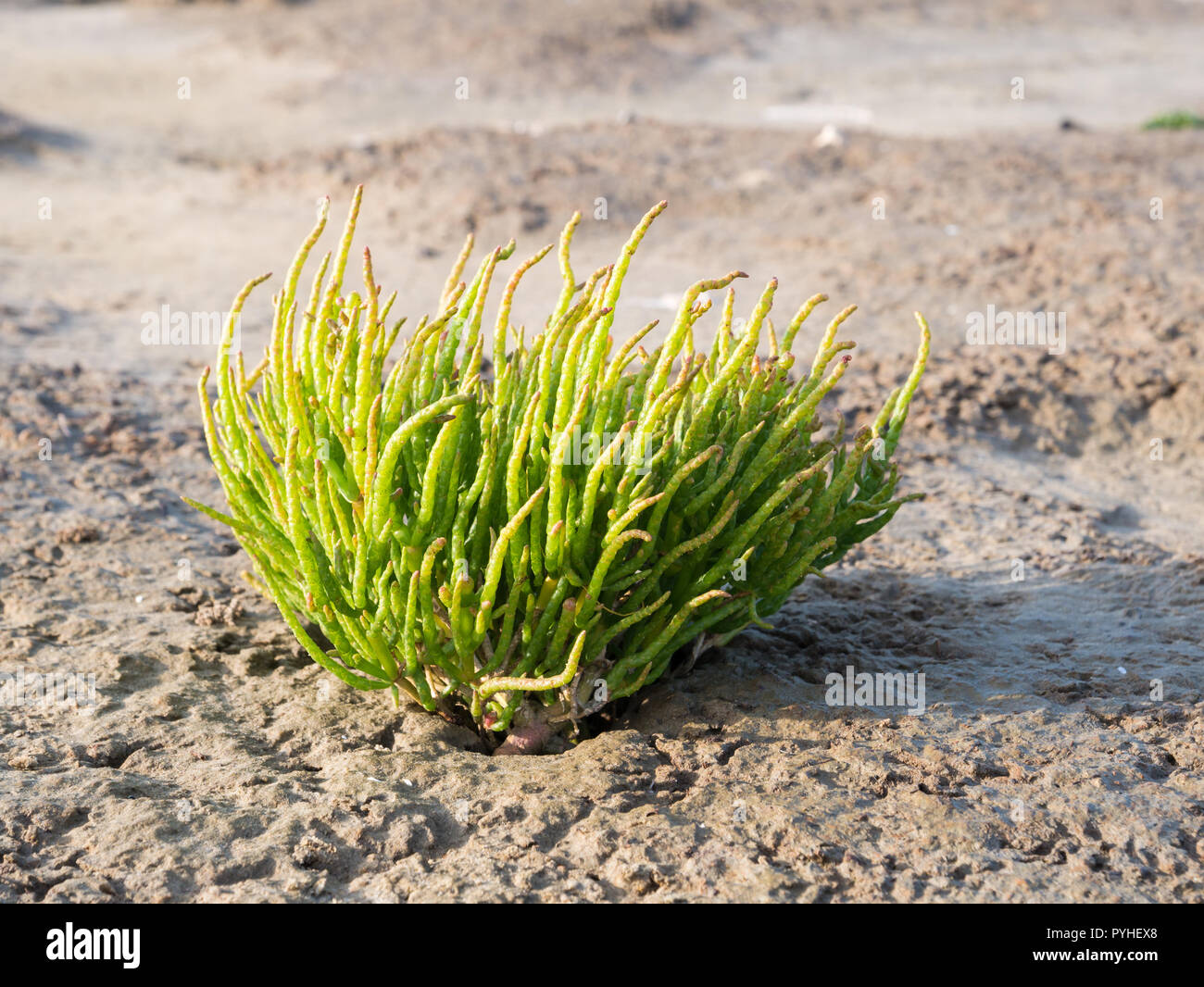 La salicorne Salicornia, pointes longues procumbens, croissant sur les marais de sel de mer de Wadden, Pays-Bas Banque D'Images