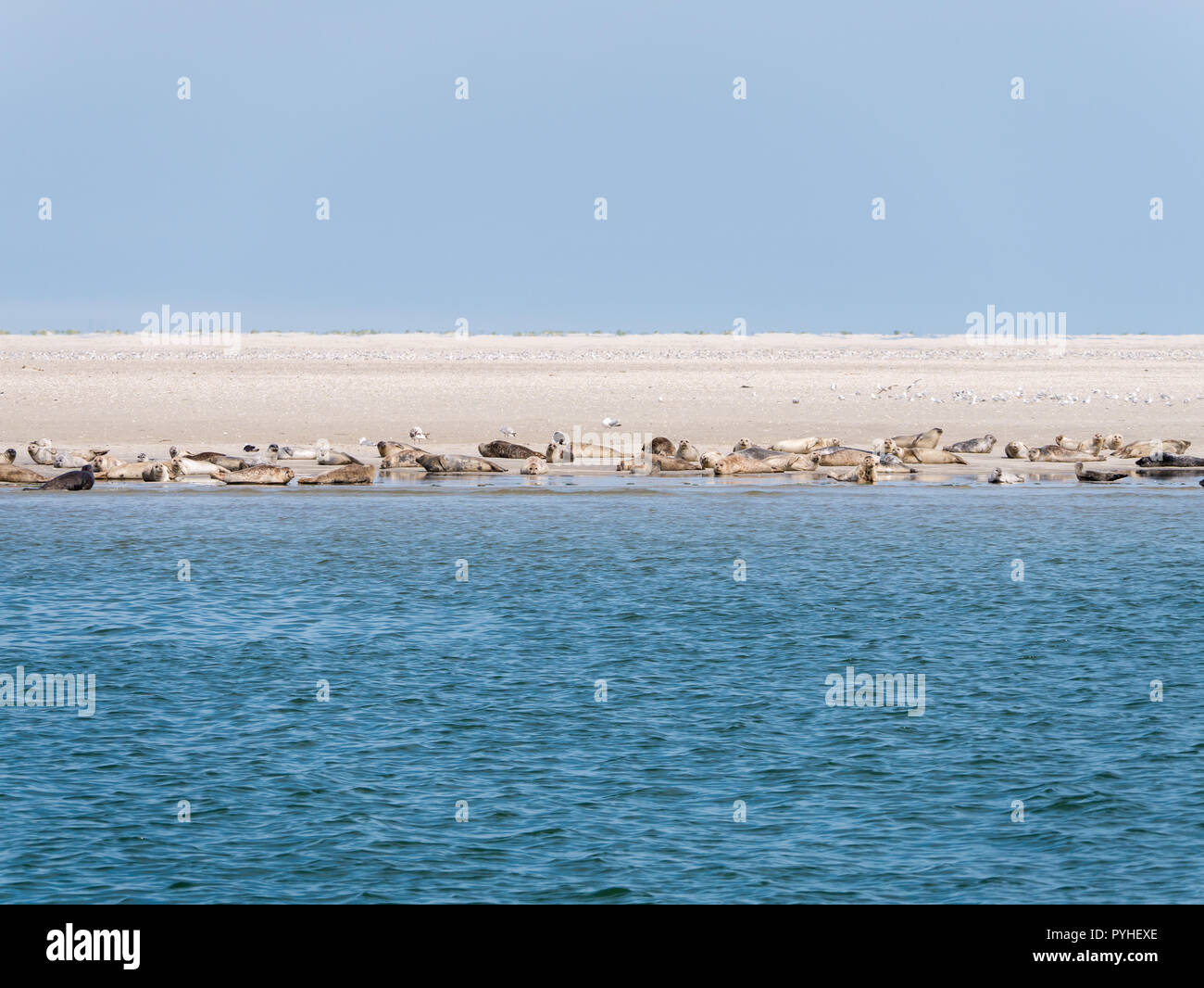 Les phoques communs et gris se reposant sur le sable appartements de RIF dans les marées, la mer de Wadden Pays-Bas Banque D'Images