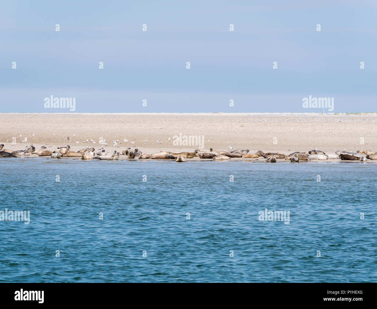 Les phoques communs et gris se reposant sur le sable appartements de RIF dans les marées, la mer de Wadden Pays-Bas Banque D'Images