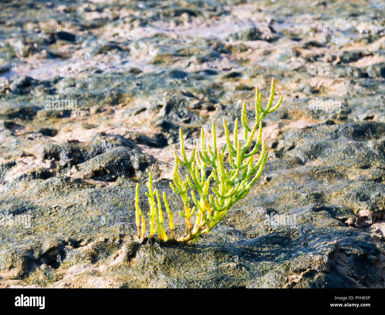 La salicorne Salicornia, pointes longues procumbens, croissant sur les marais de sel de mer de Wadden, Pays-Bas Banque D'Images