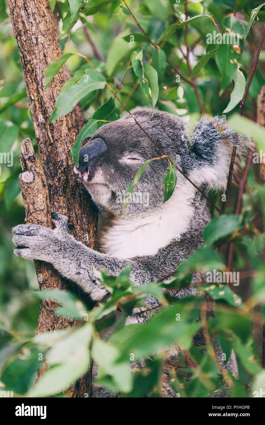 Couchage koala II Banque D'Images