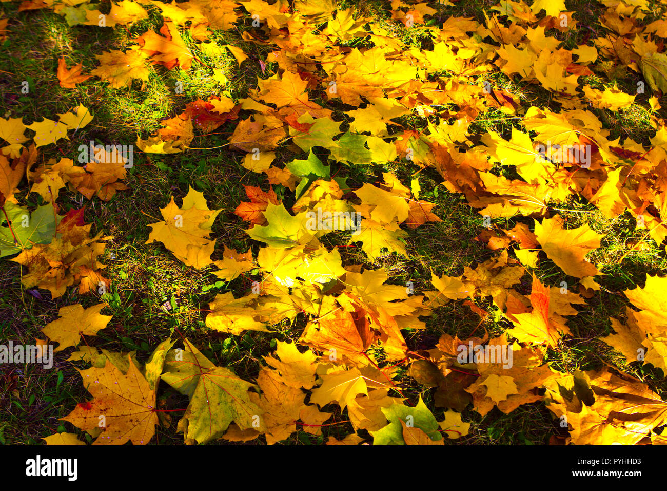Vue de dessus les feuilles d'érable colorées lumineuses tombé au sol sur l'herbe Banque D'Images