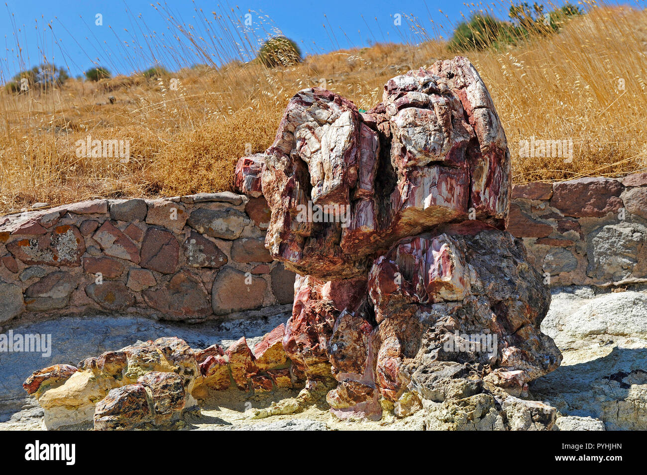 La Grèce, la forêt pétrifiée de Lesbos dans l'ouest de l'île Banque D'Images