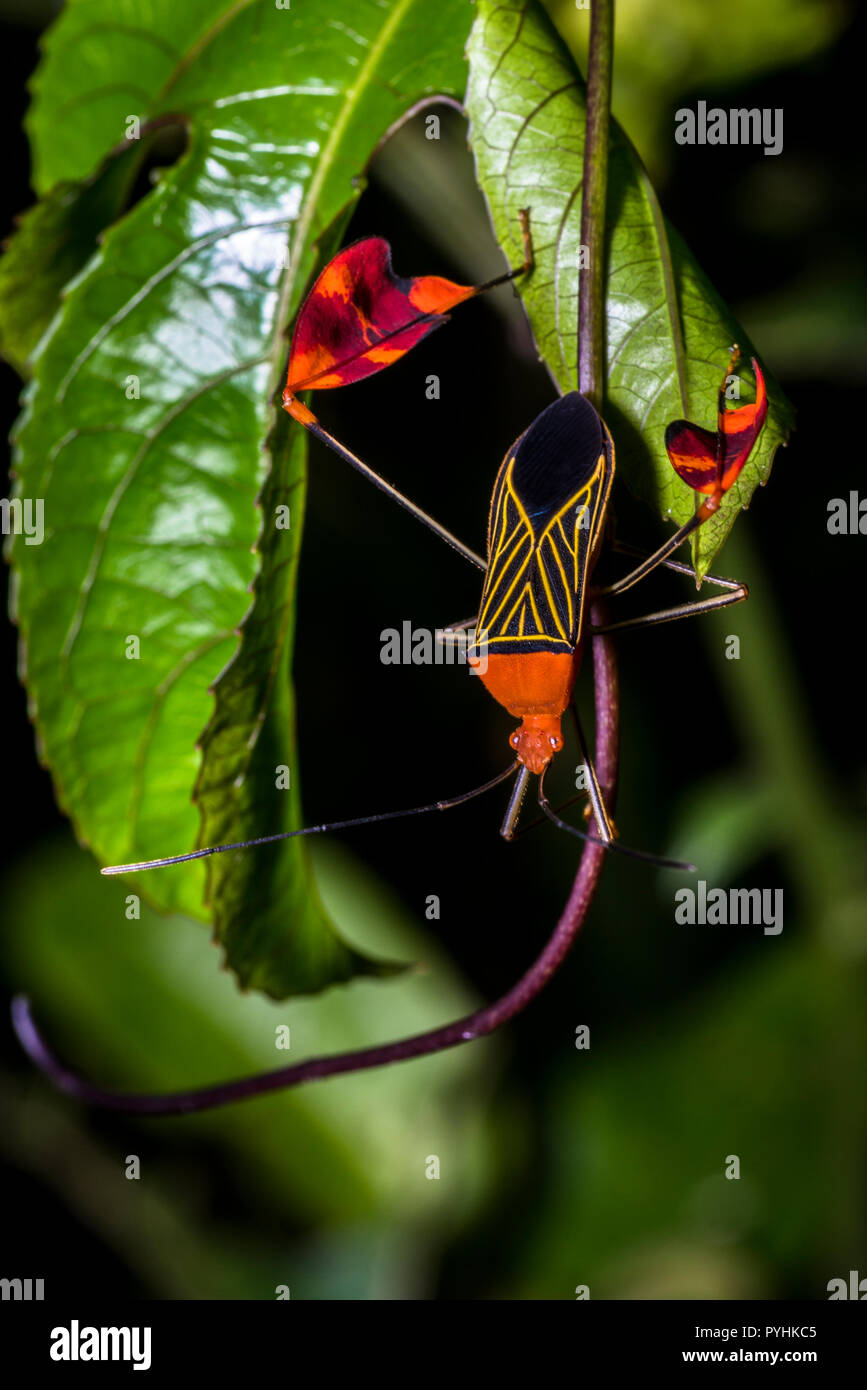 Insectes rares camouflé image prises dans la forêt tropicale du Panama Banque D'Images