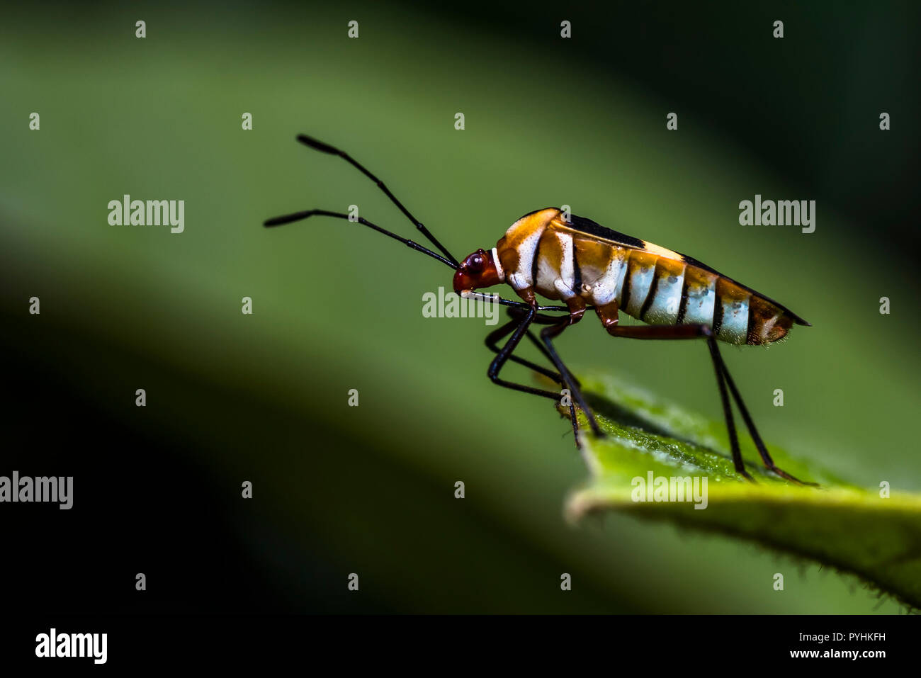 Petit insecte close up macro photo prise dans la forêt tropicale Banque D'Images