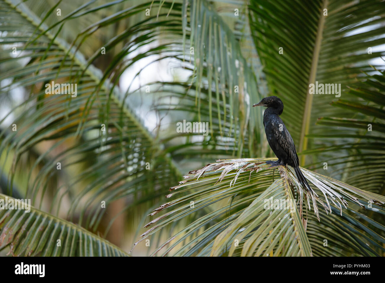 Oiseau cormoran sur un cocotier abattu à la Kerala backwaters dans Munroe island Banque D'Images