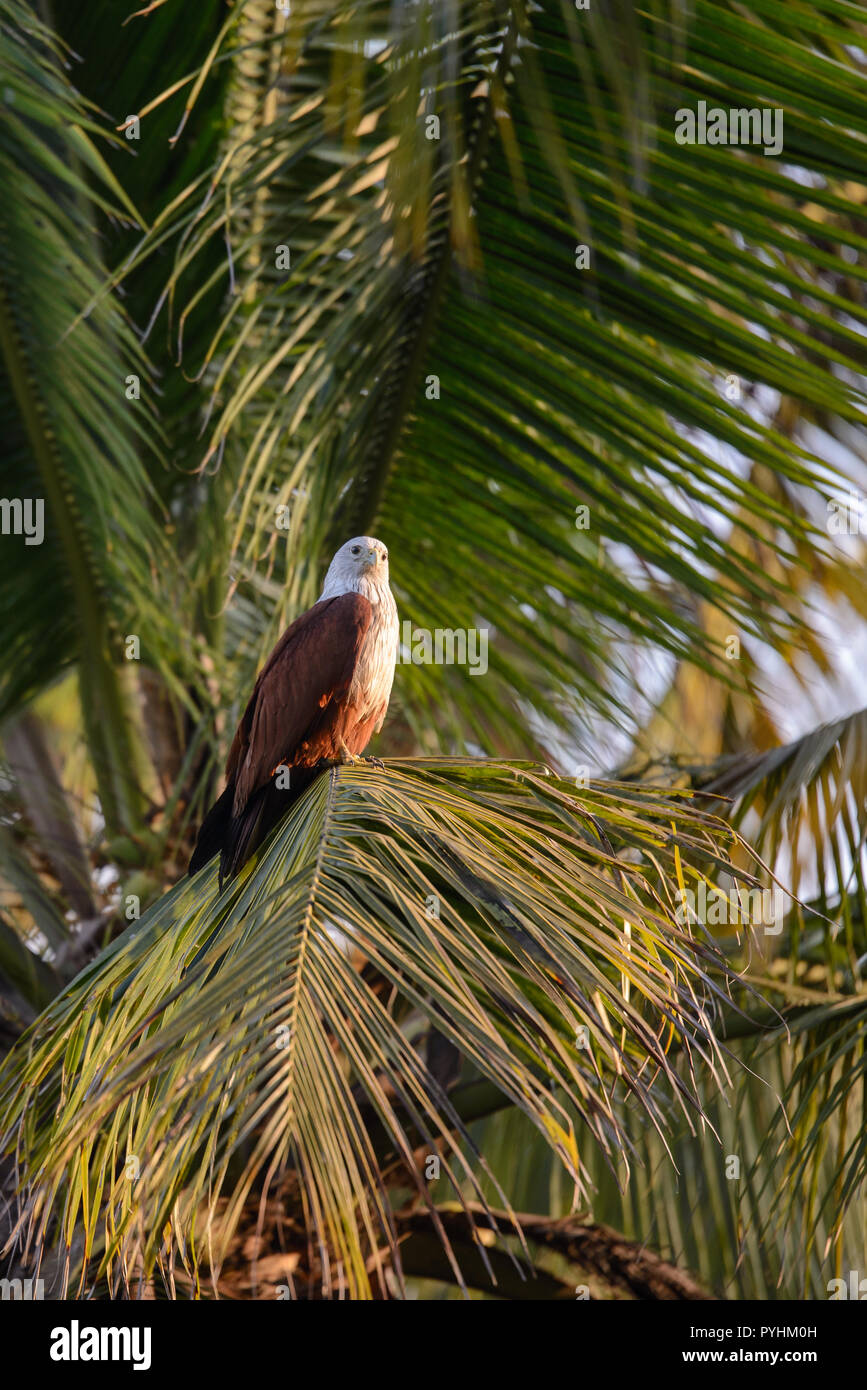Aigle sur un ventre blanc cocotier abattu à la Kerala backwaters dans Munroe island Banque D'Images