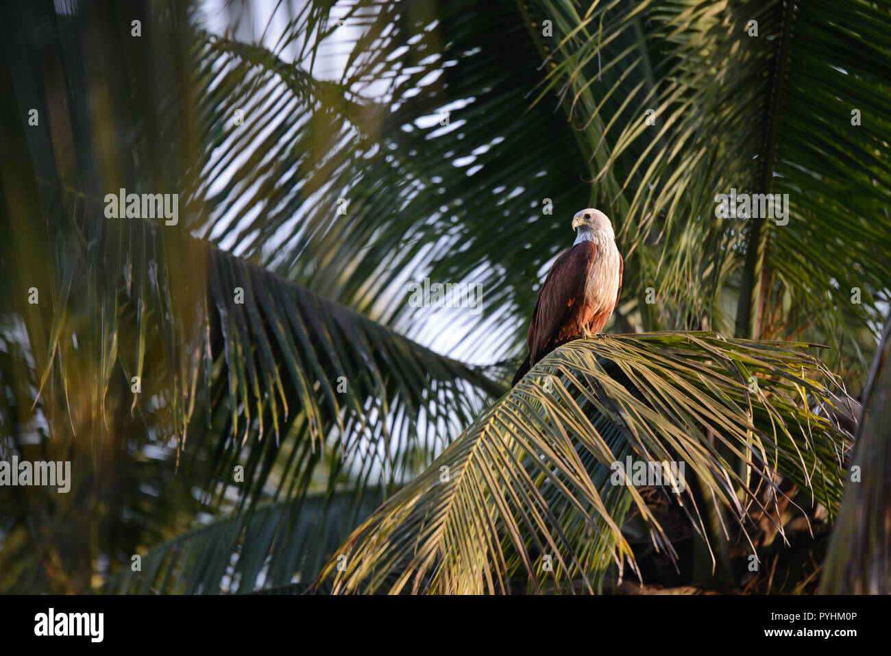 Aigle sur un ventre blanc cocotier abattu à la Kerala backwaters dans Munroe island Banque D'Images