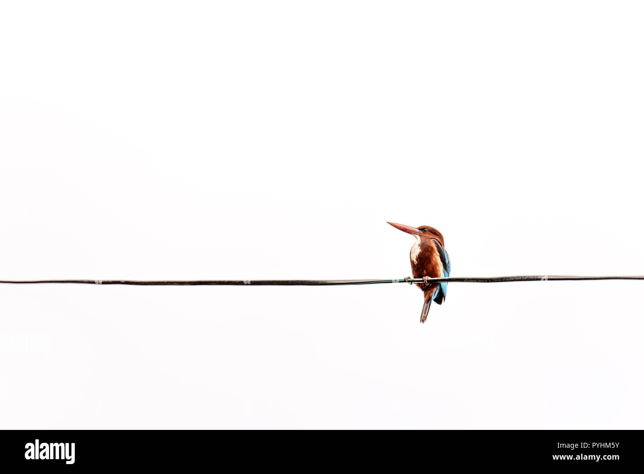 Martin-pêcheur coloré oiseau sur un fil et fond blanc tourné en l'état du Kerala, en Inde. Banque D'Images