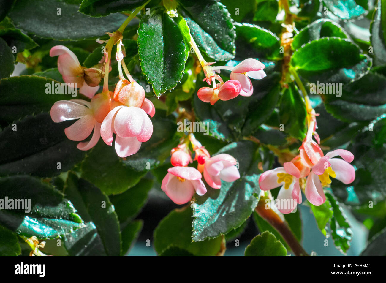 Begonia fuchsioides aussi appelé Fuchsia Begonia sont un Begonia florissant d'été avec de petites fleurs roses. Meilleure culture à l'intérieur à 15-20o C . Banque D'Images