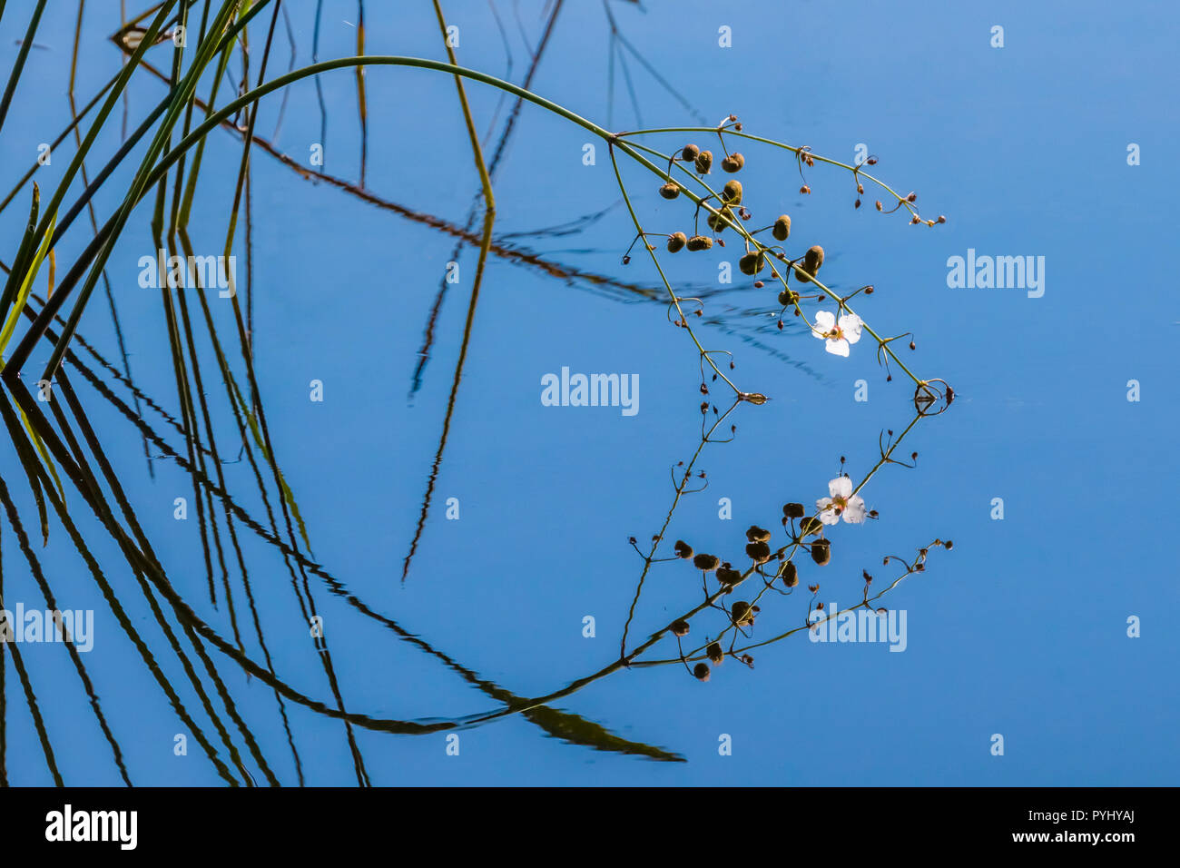 Petite fleur blanche se reflétant dans l'eau calme d'un bleu profond de la création d'une image miroir dans Babcock-Webb Piunte dans la zone de gestion de la faune de la Floride dans l'Gorda Banque D'Images